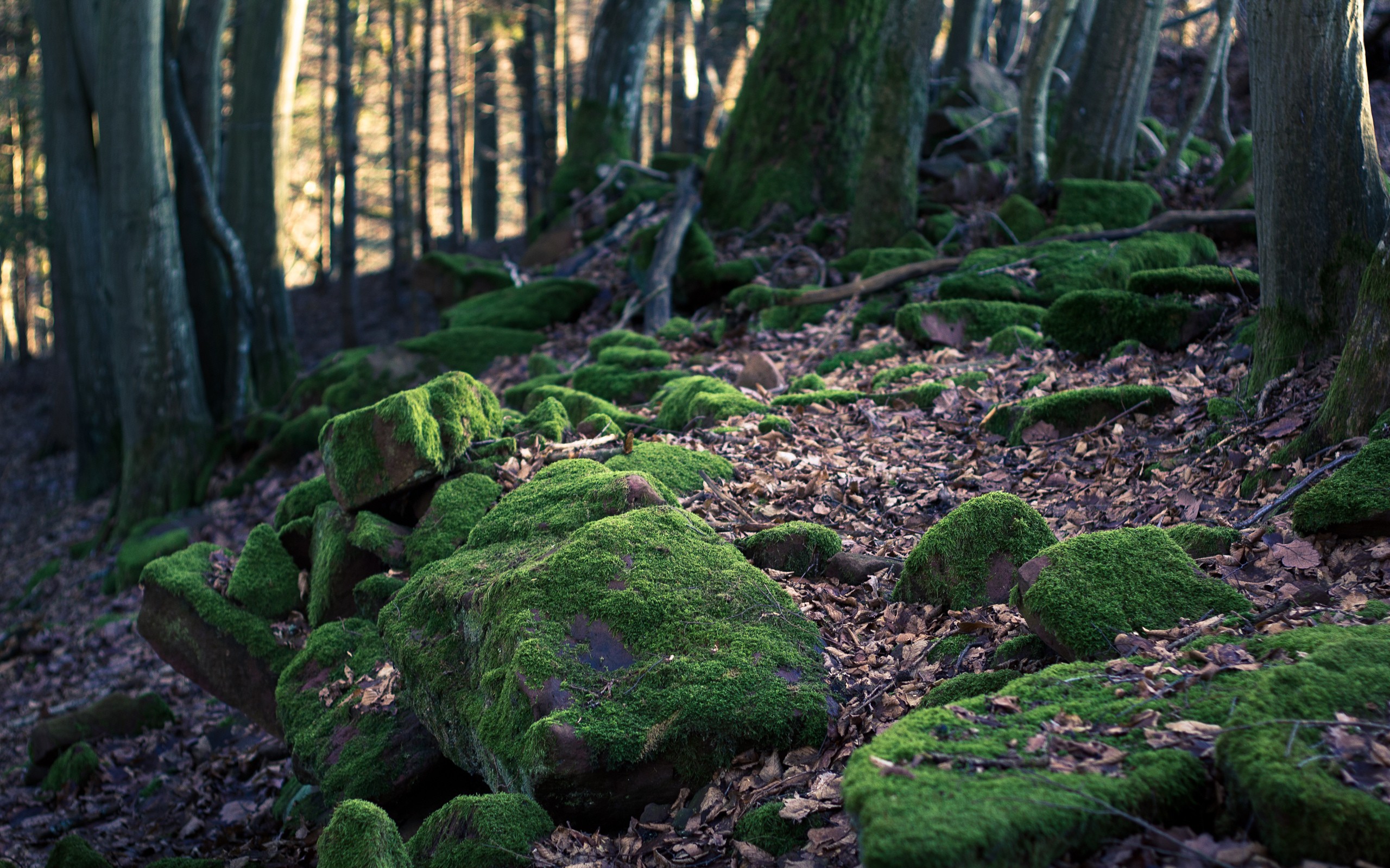 General 2560x1600 landscape moss forest trees plants fallen leaves stones