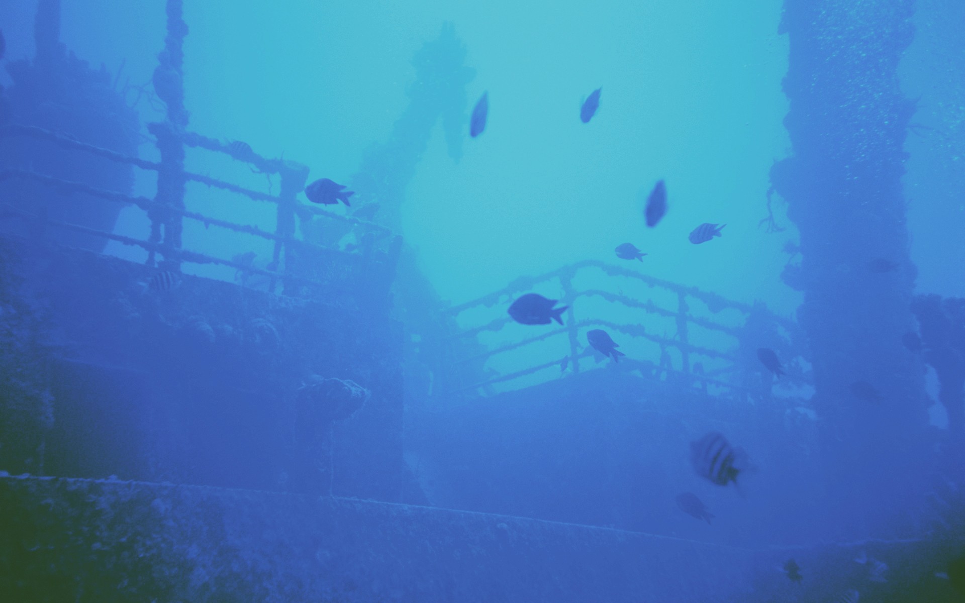 General 1920x1200 cyan underwater fish shipwreck wreck animals