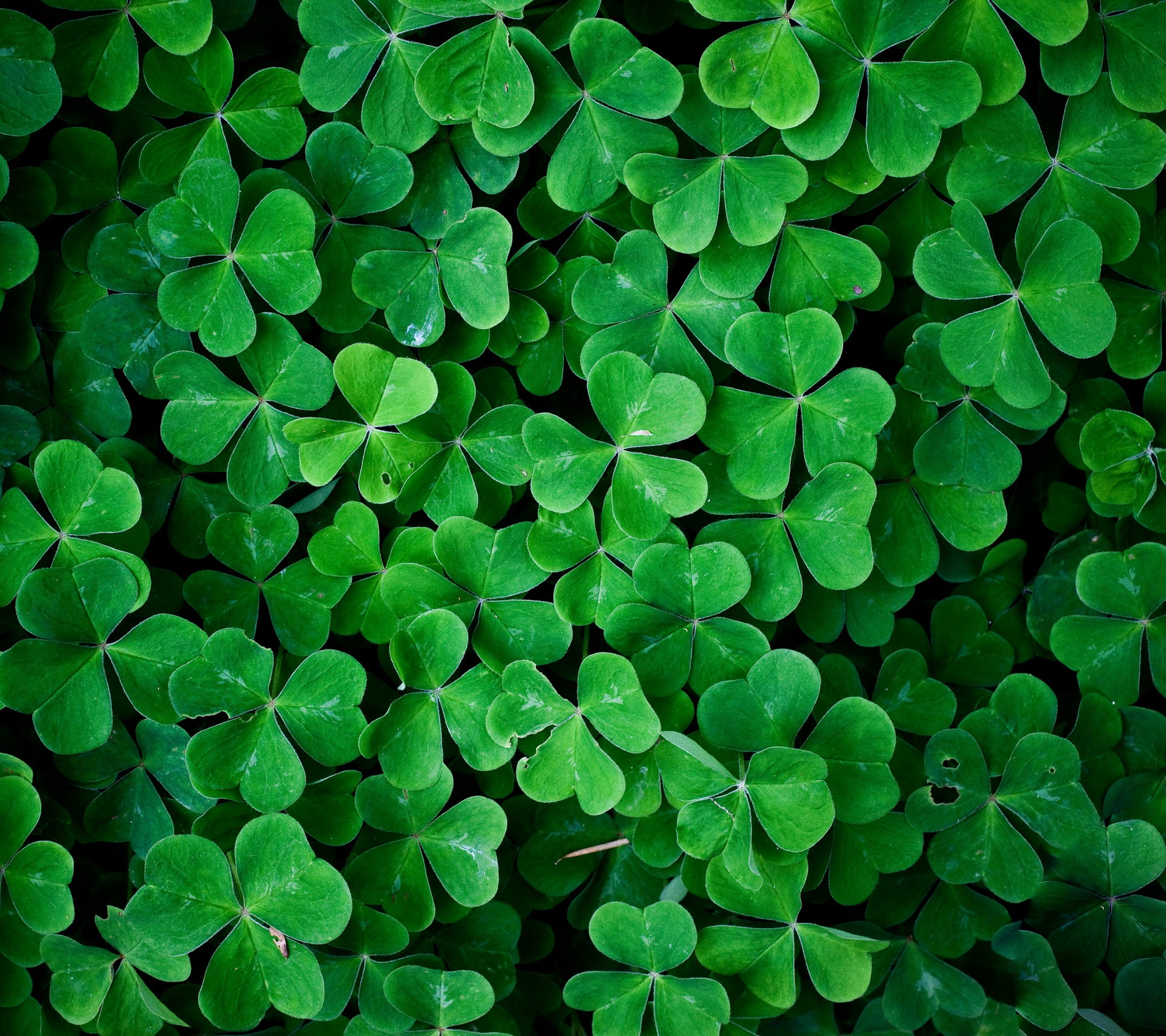 General 2160x1920 leaves plants nature cropped green clovers