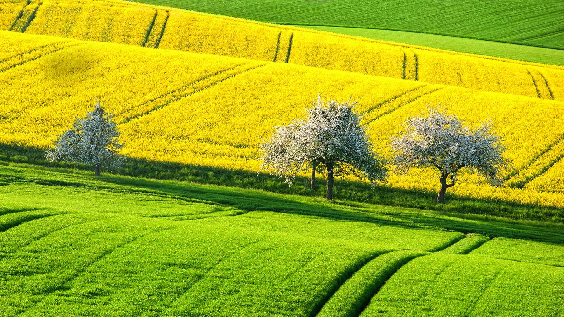 General 1920x1080 landscape field trees spring Agro (Plants)