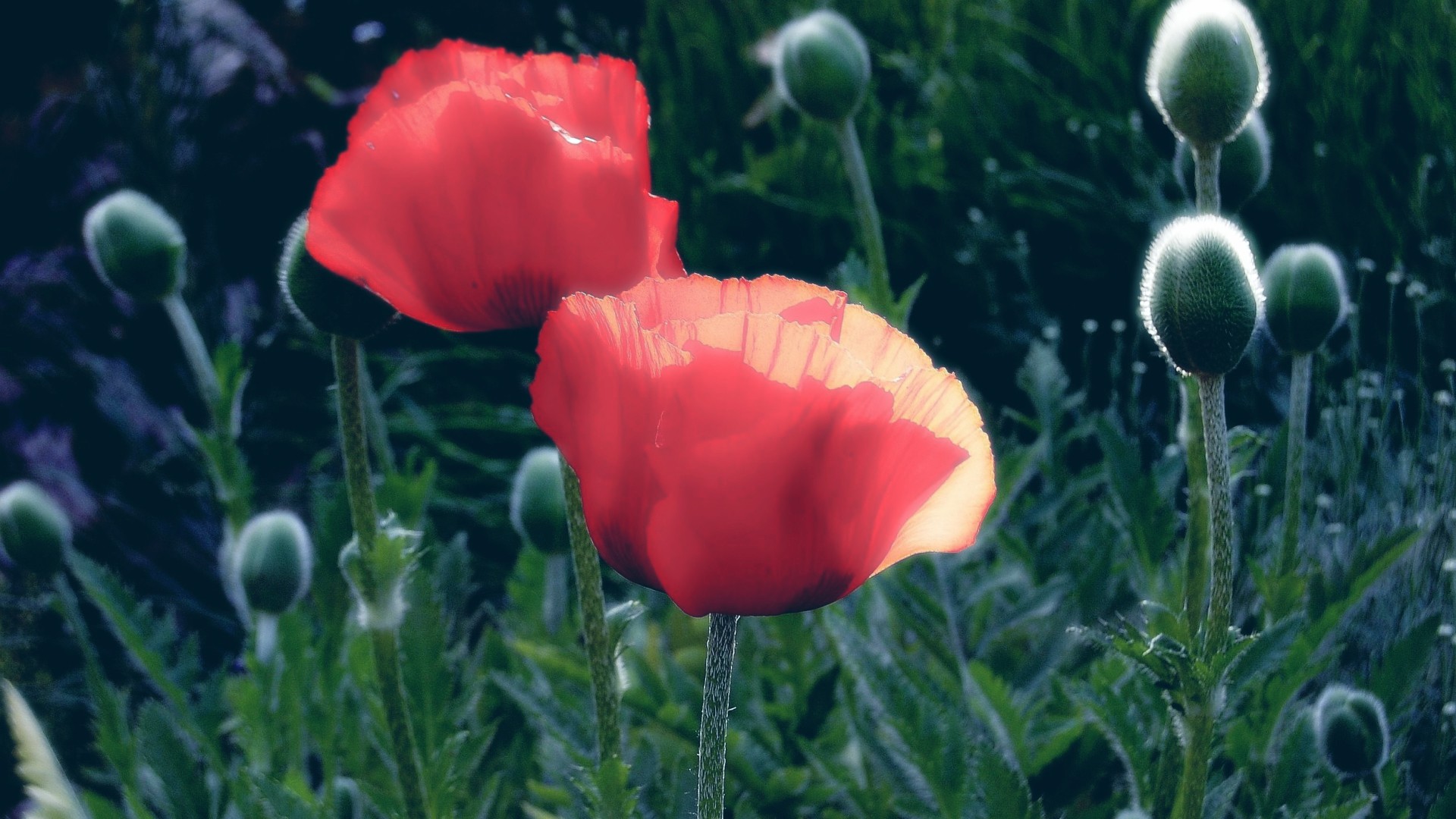 General 1920x1080 flowers poppies red flowers plants