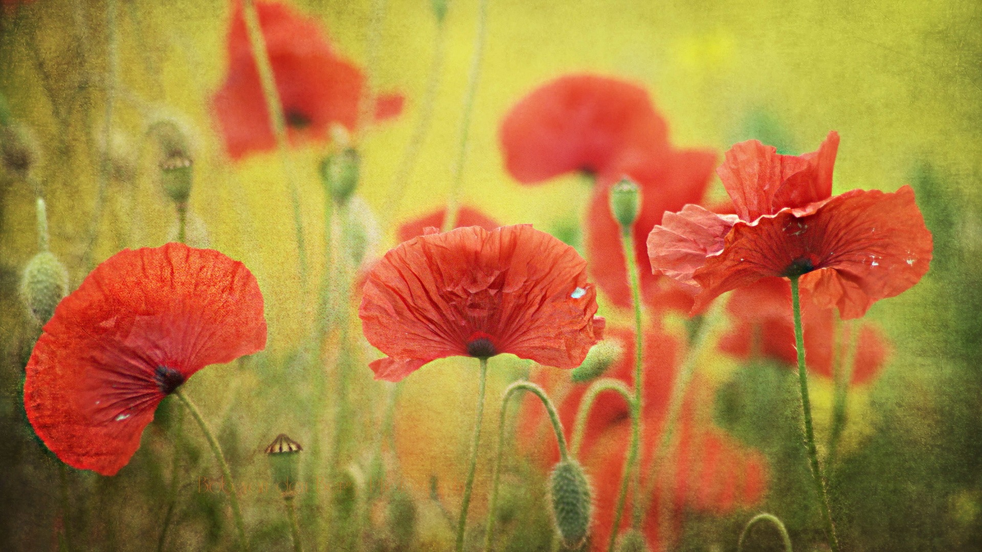 General 1920x1080 flowers poppies nature red flowers plants