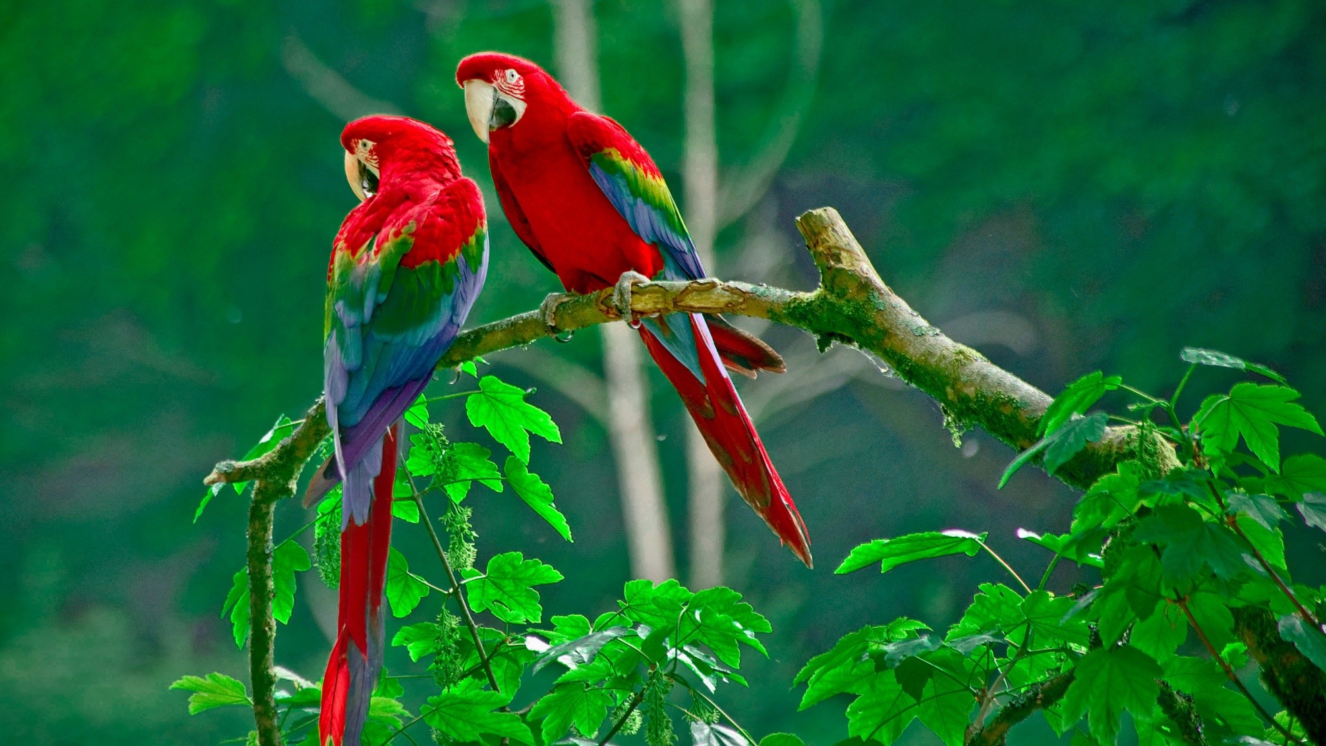 General 1920x1080 nature animals wildlife macaws parrot birds