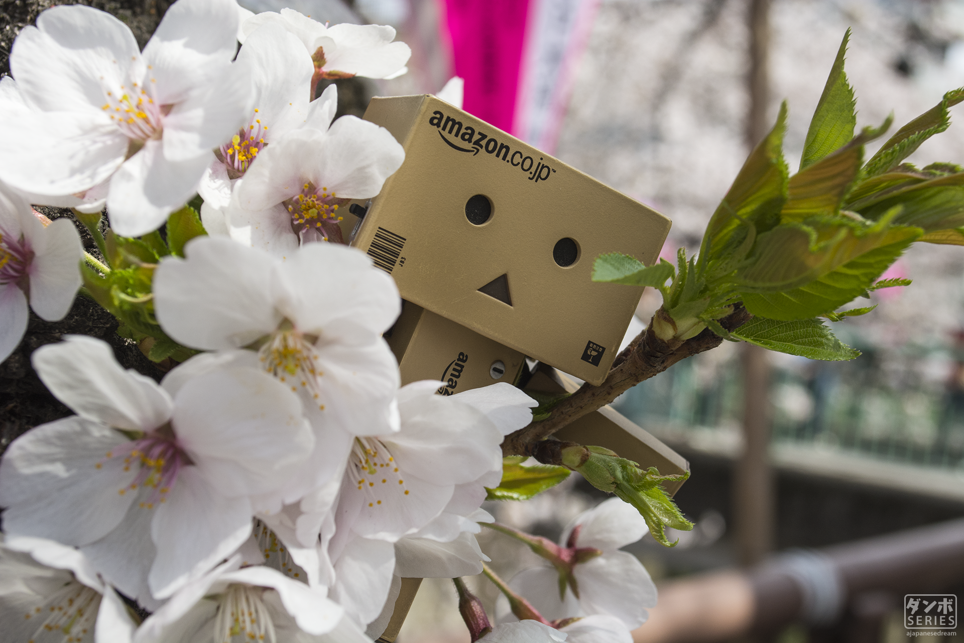 General 1920x1280 Danbo Amazon cherry blossom spring Japan carton box flowers plants