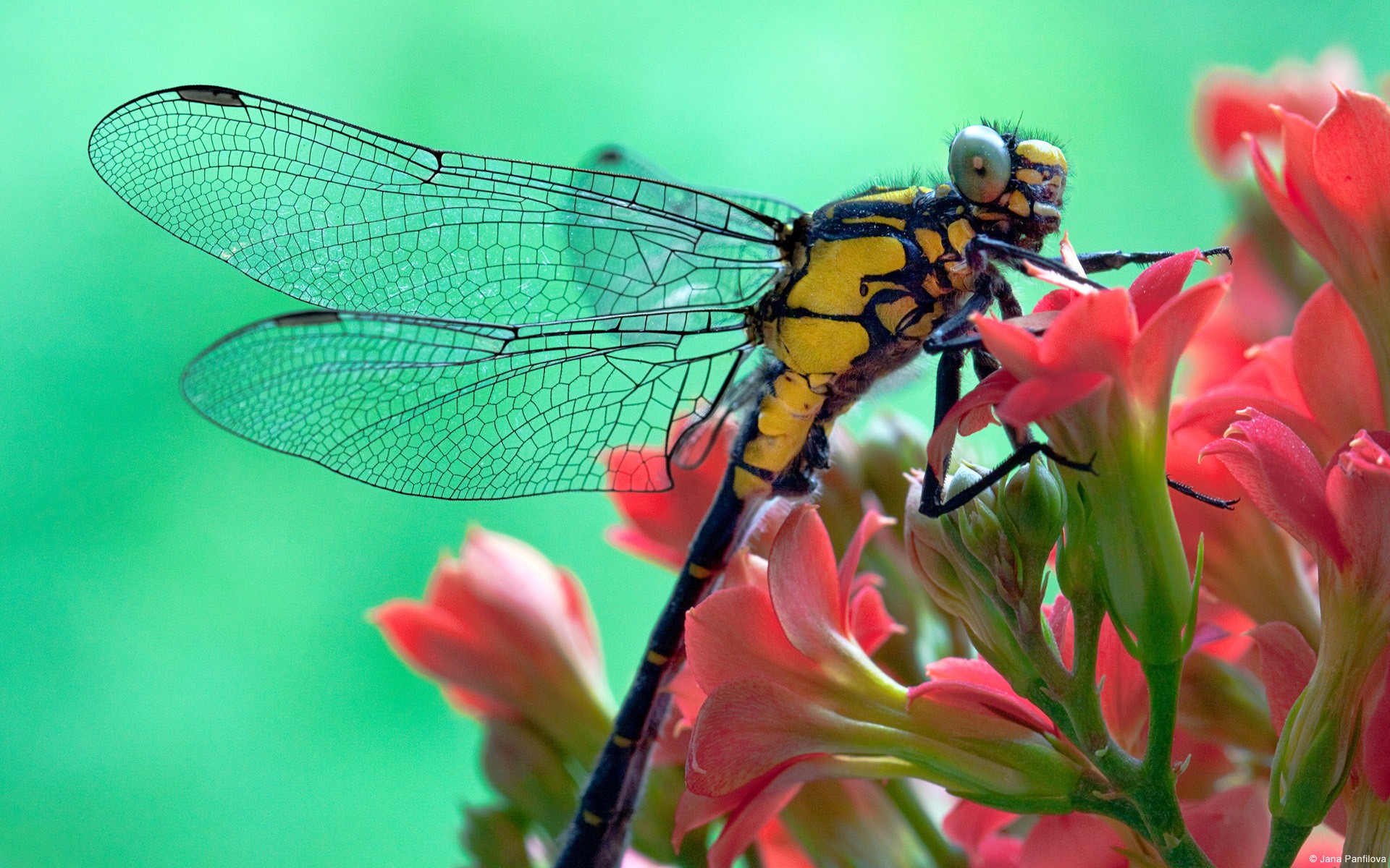 General 1920x1200 nature animals dragonflies insect green macro red flowers closeup plants simple background vibrant