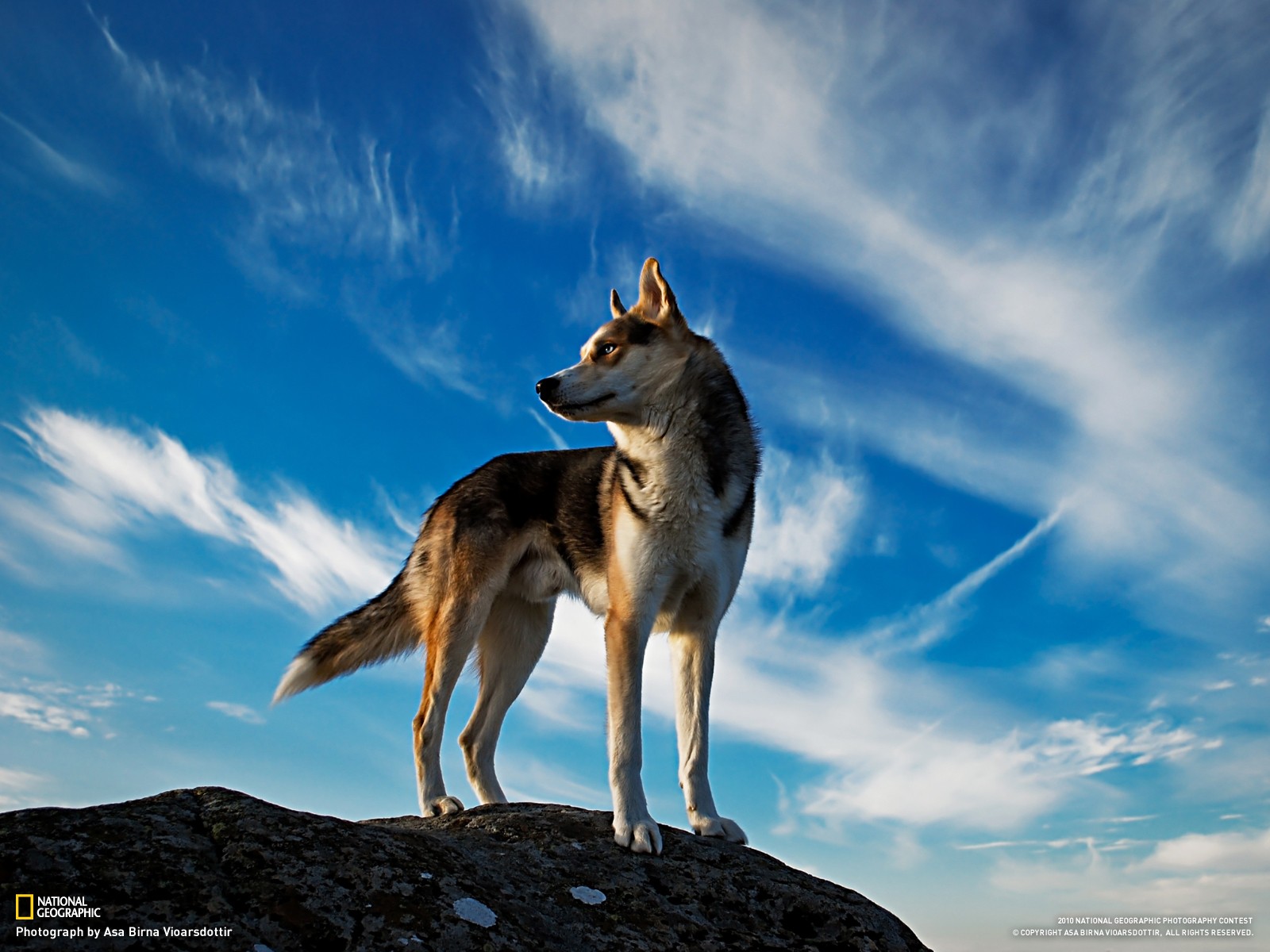 General 1600x1200 wolf Siberian Husky  dog Iceland National Geographic animals blue mammals 2010 (Year)