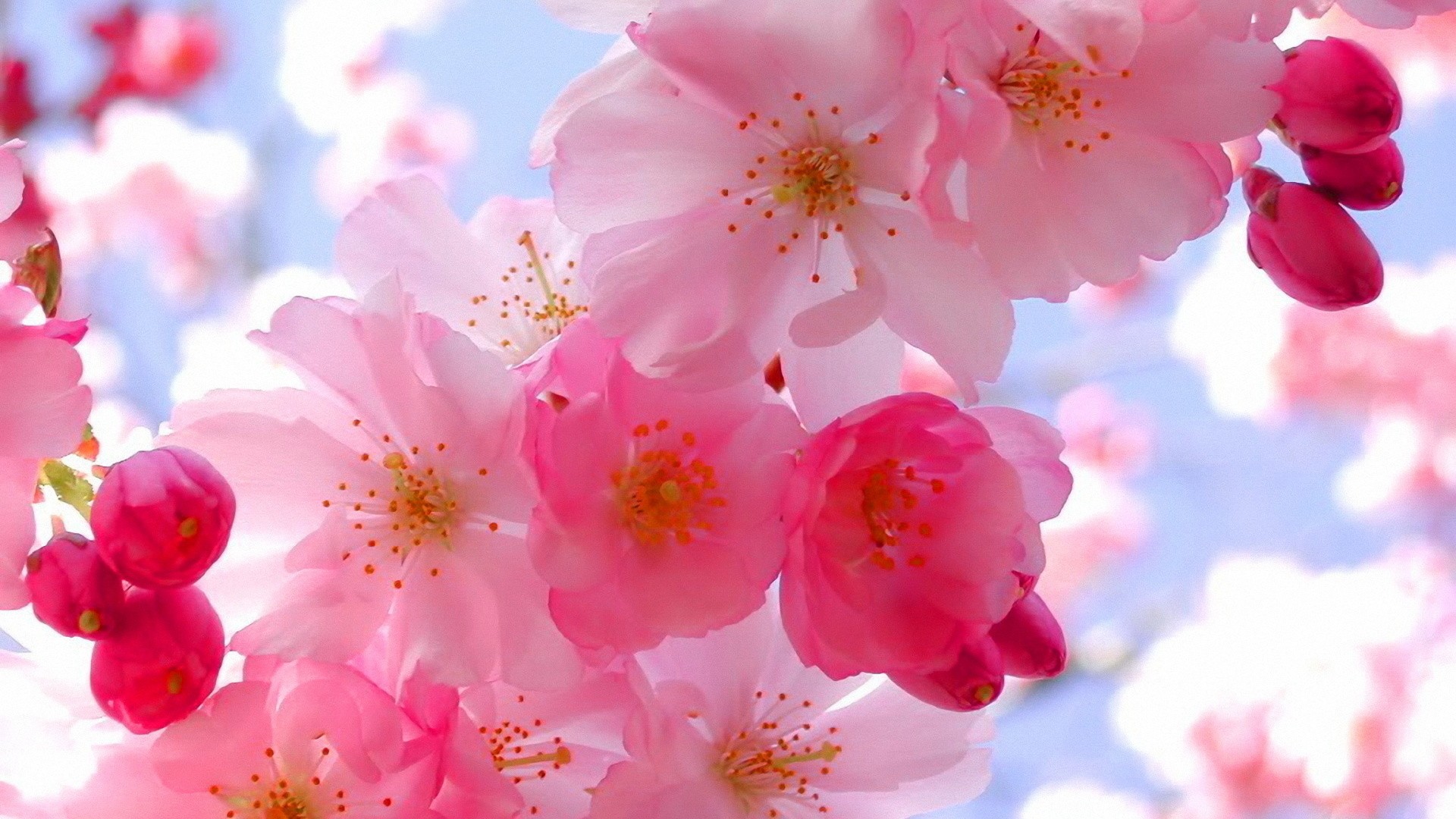 General 1920x1080 plants pink flowers nature photography cherry blossom