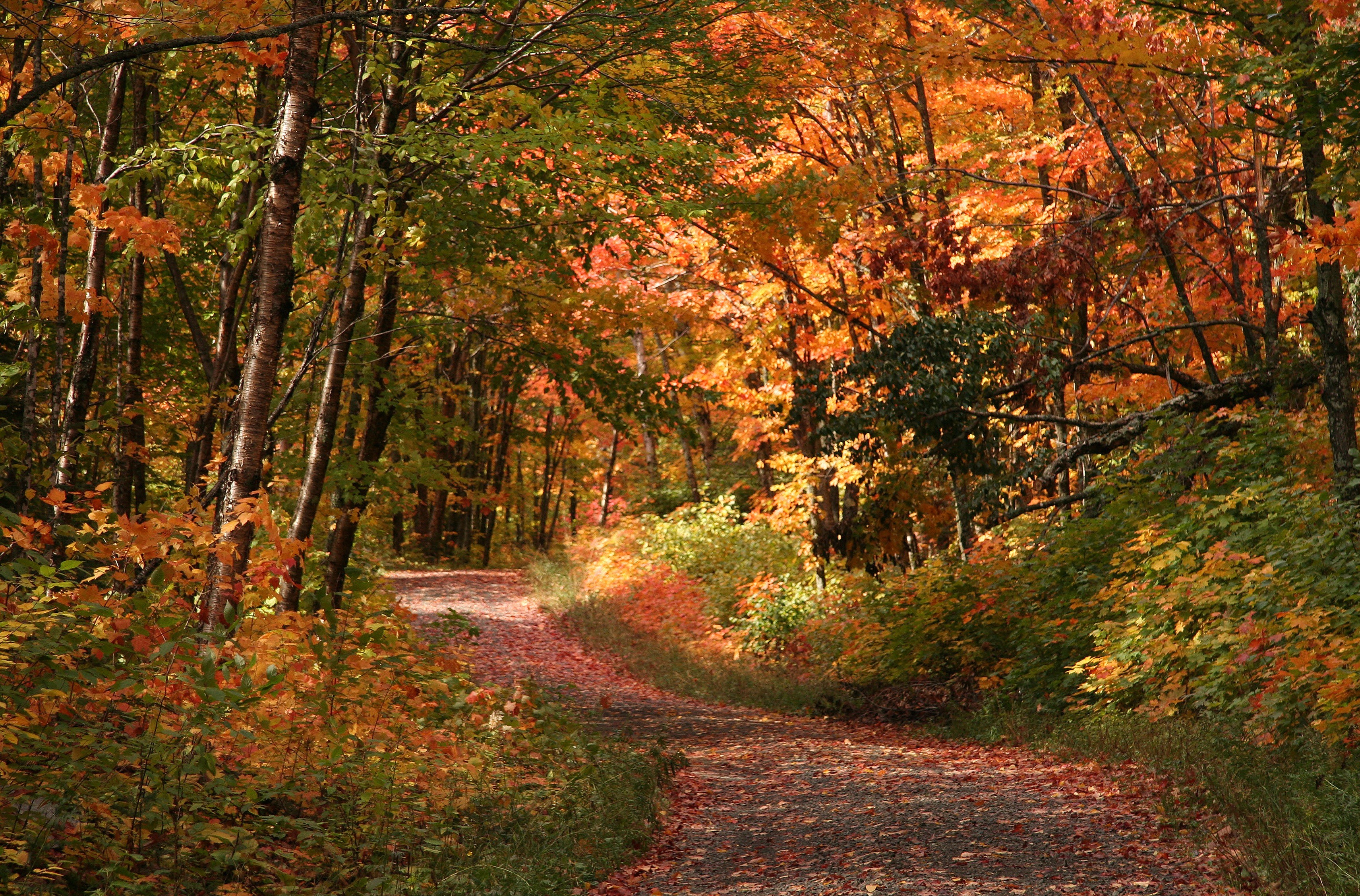 General 3423x2255 forest fall trees nature path outdoors
