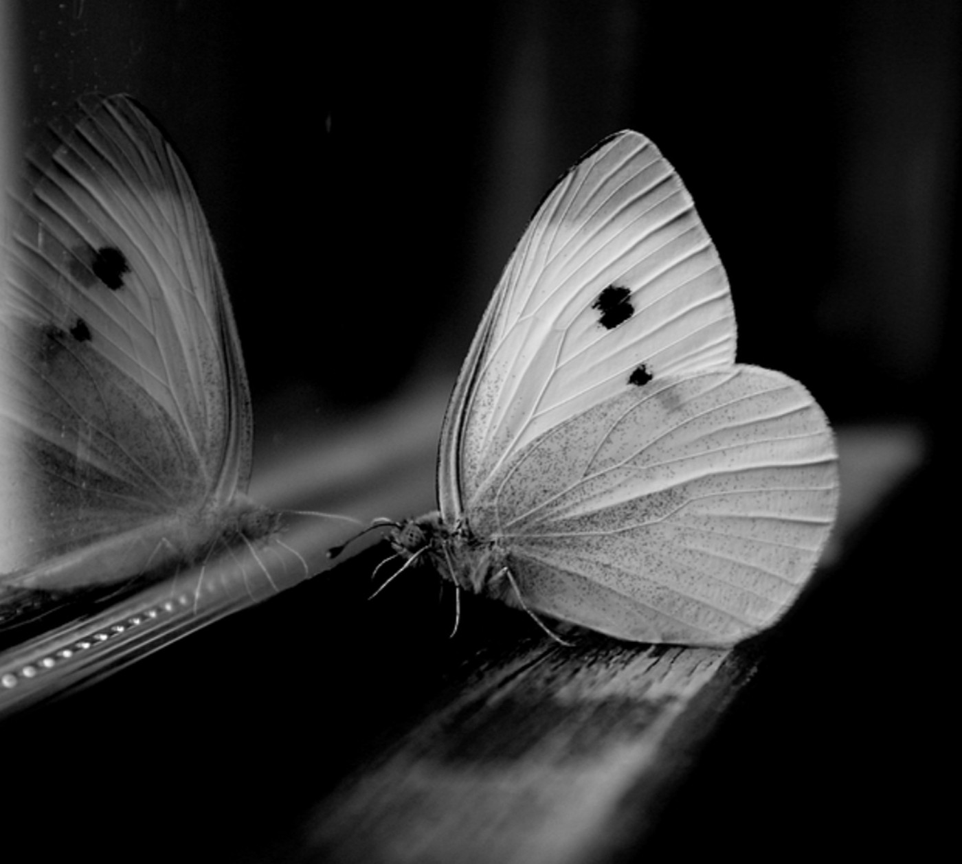 General 1400x1258 photography insect animals monochrome reflection
