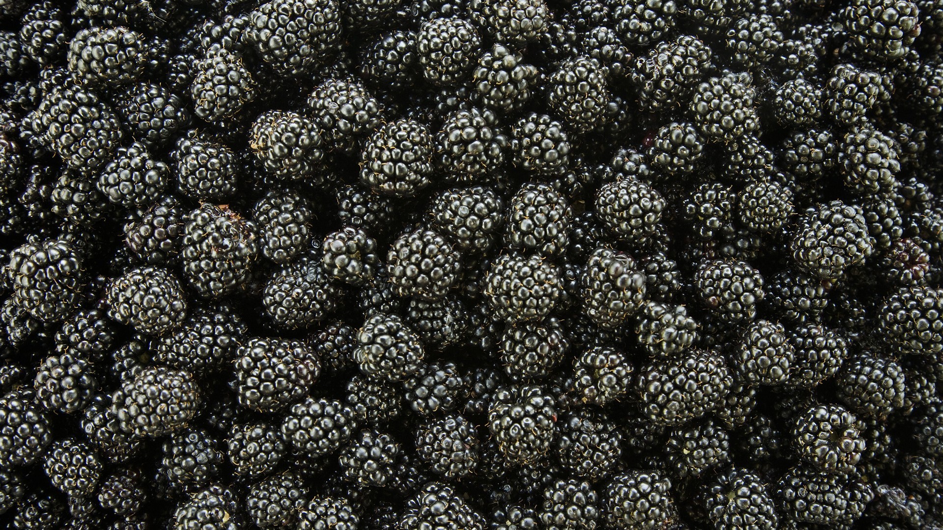 General 1920x1080 food plants fruit blackberries macro texture