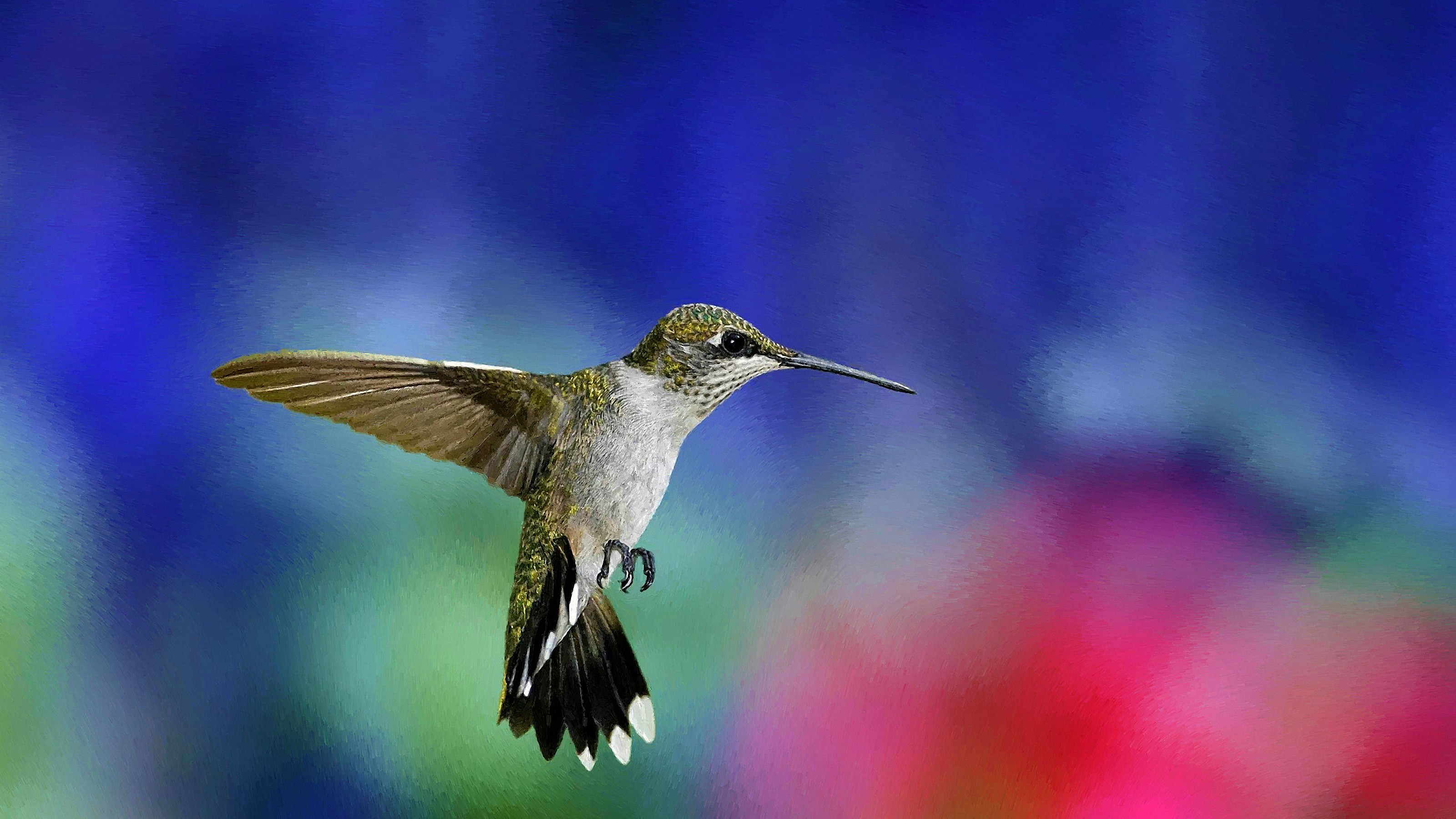General 3200x1800 hummingbirds birds animals closeup