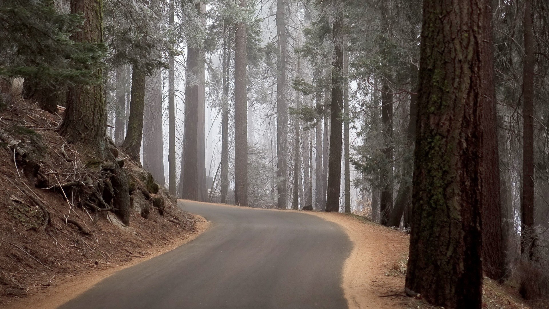 General 1920x1080 road forest trees outdoors