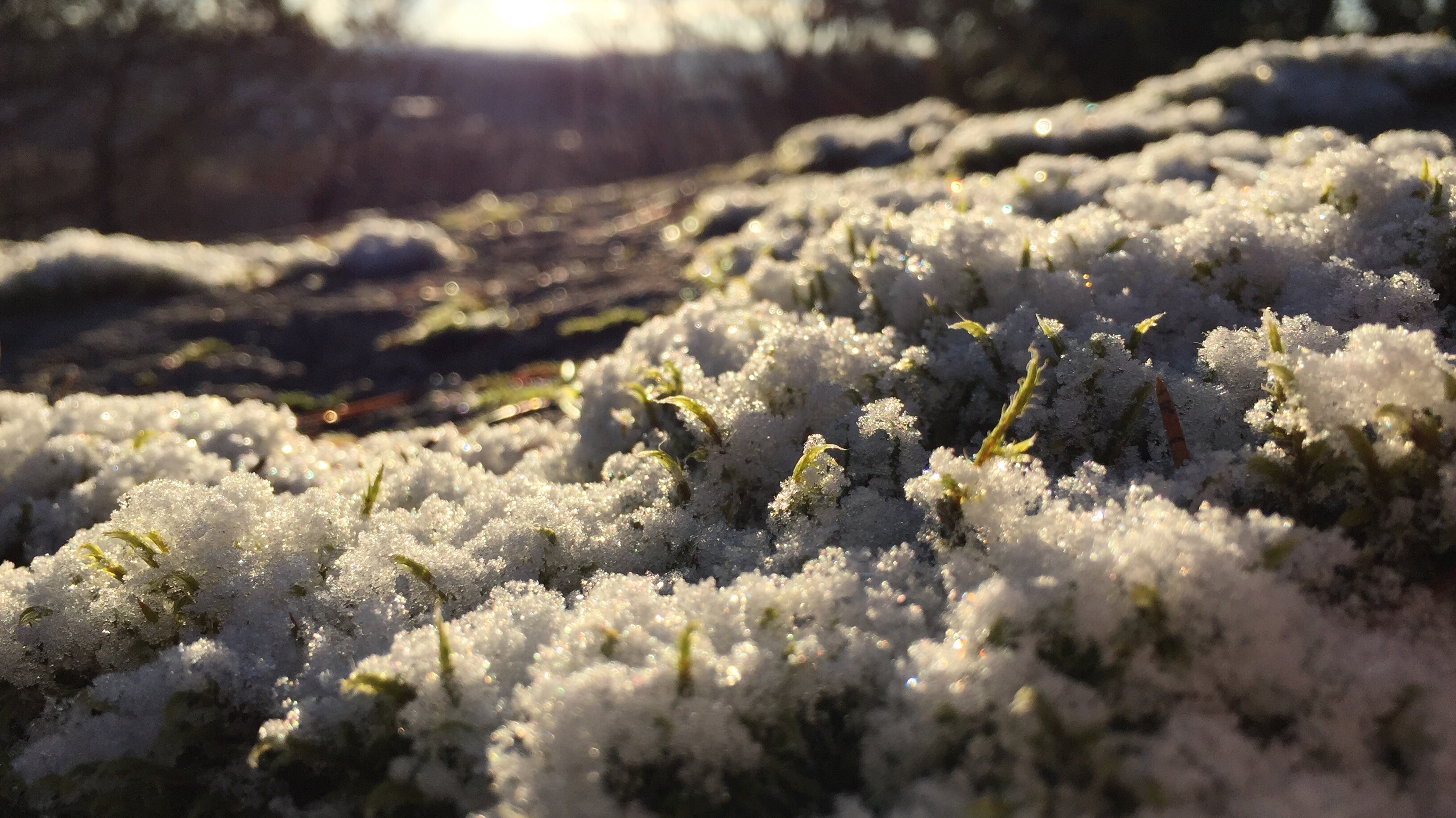 General 3264x1833 nature snow plants outdoors winter