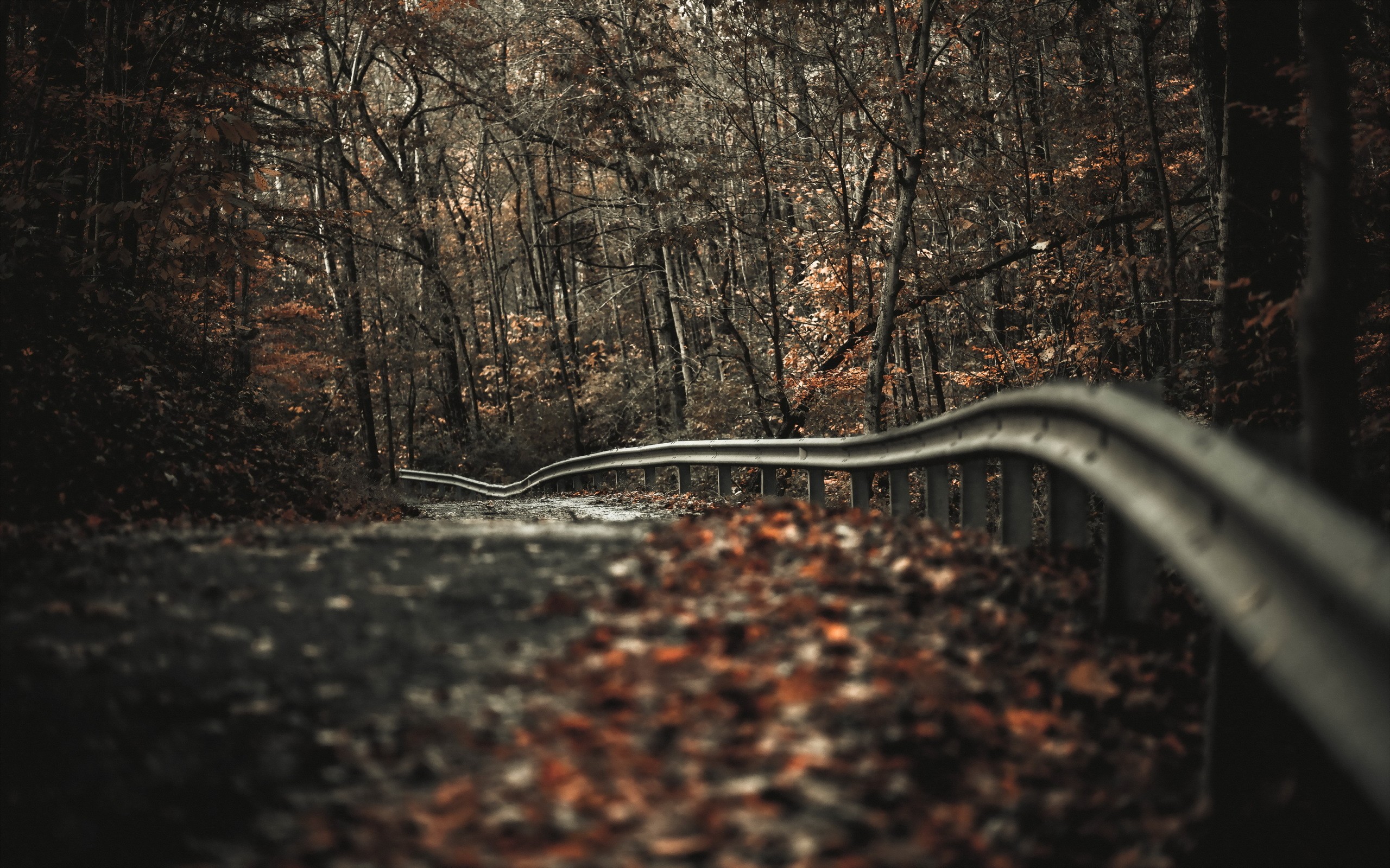 General 2560x1600 road trees fall landscape depth of field fence nature