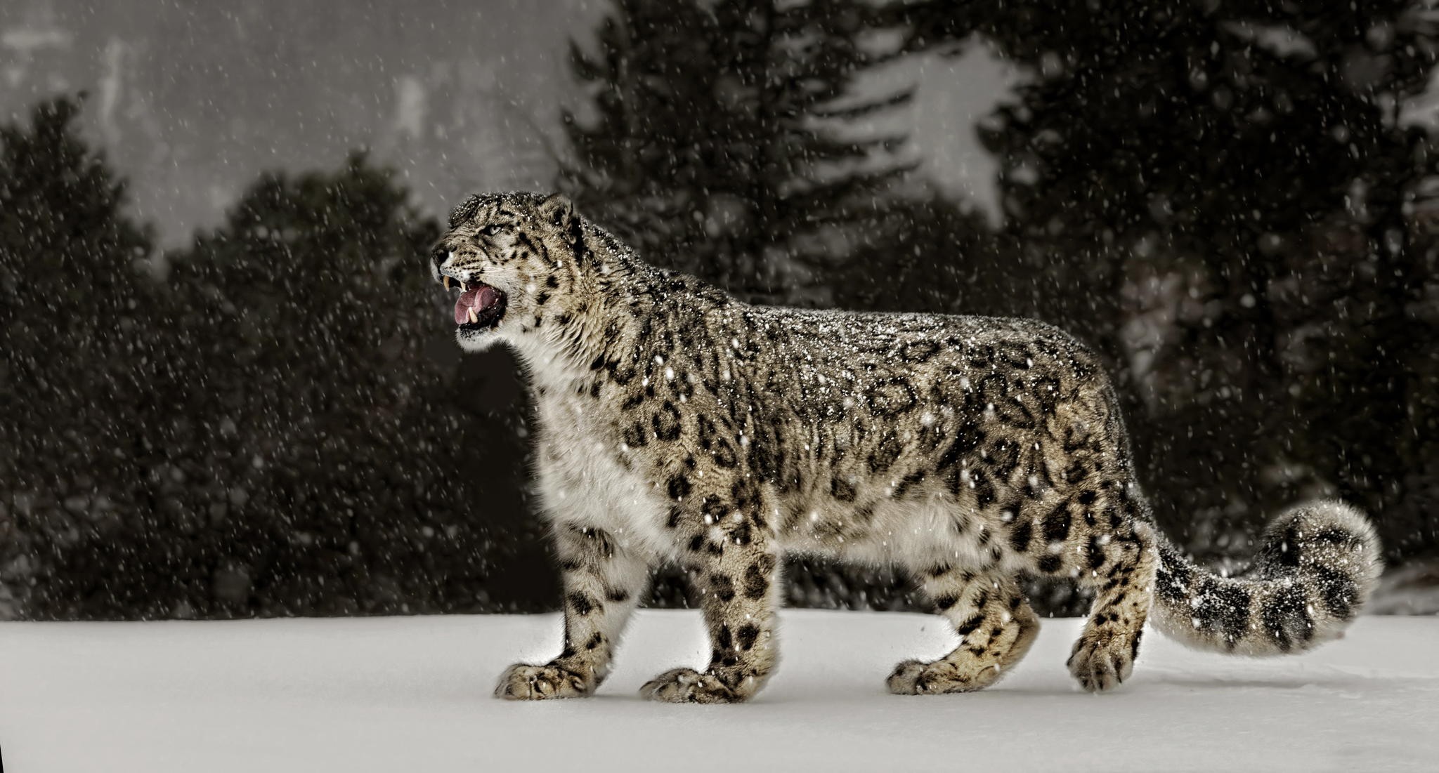 General 2048x1101 snow leopards snow nature animals big cats leopard snowing mammals fangs