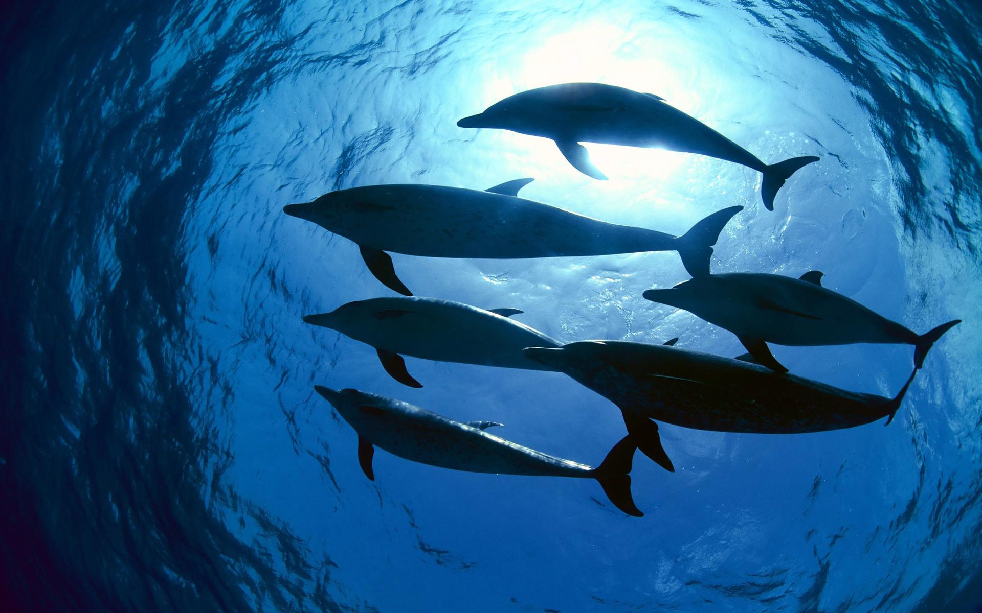 General 1920x1200 photography sea water underwater animals nature dolphin sunlight mammals