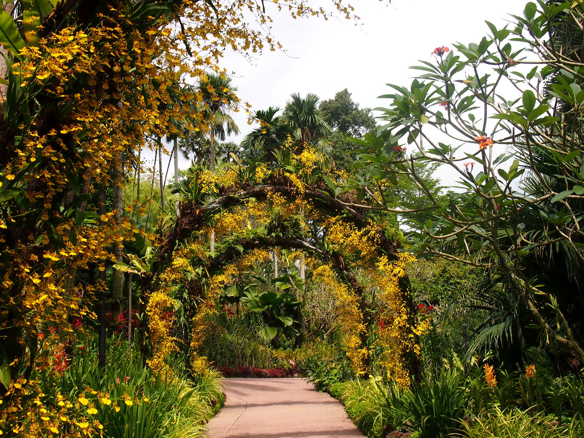 General 2048x1536 Singapore botanic gardens plants path Asia park