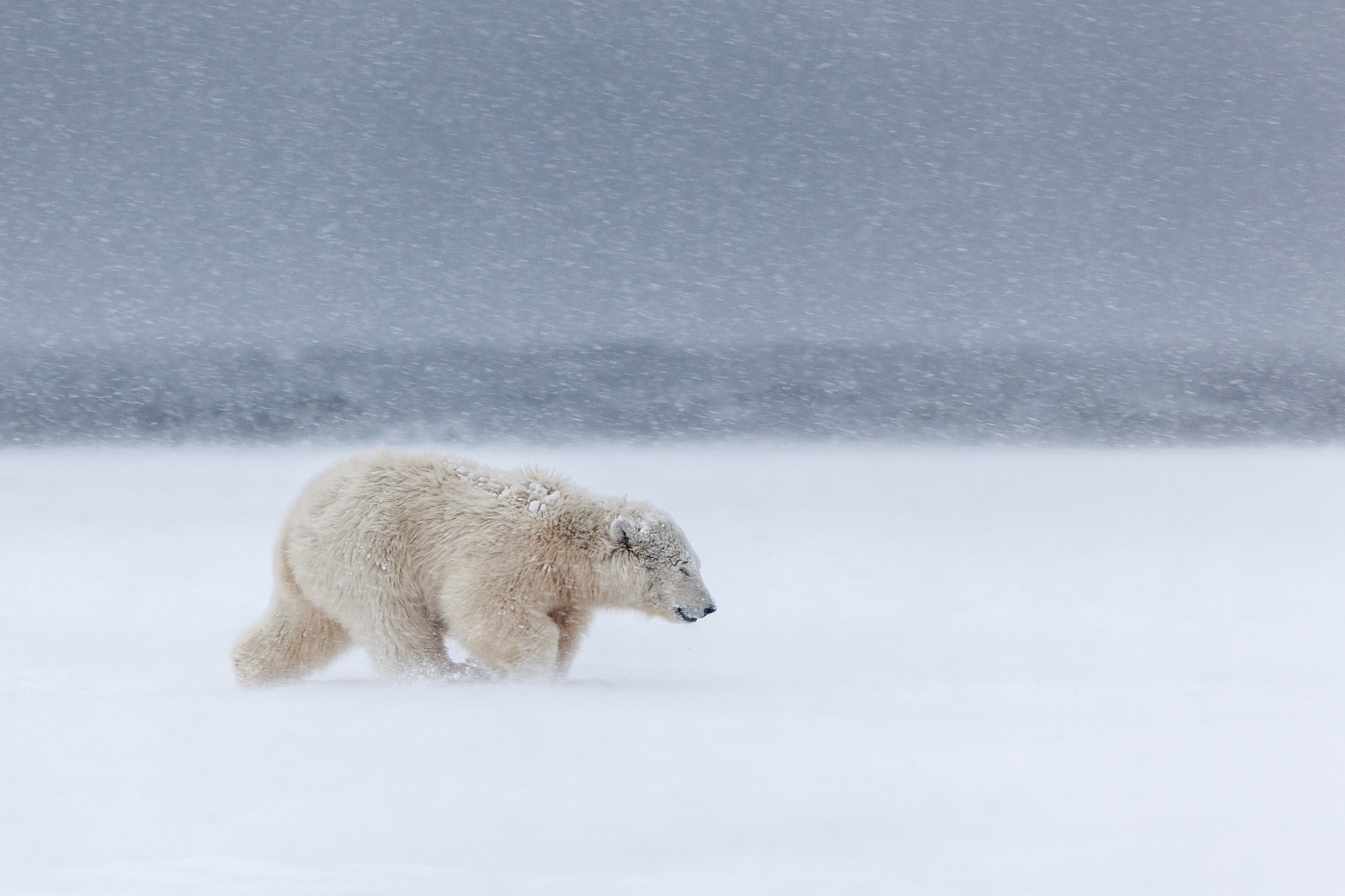 General 2048x1365 animals polar bears snow mammals white snowing winter snowstorm bears cold outdoors