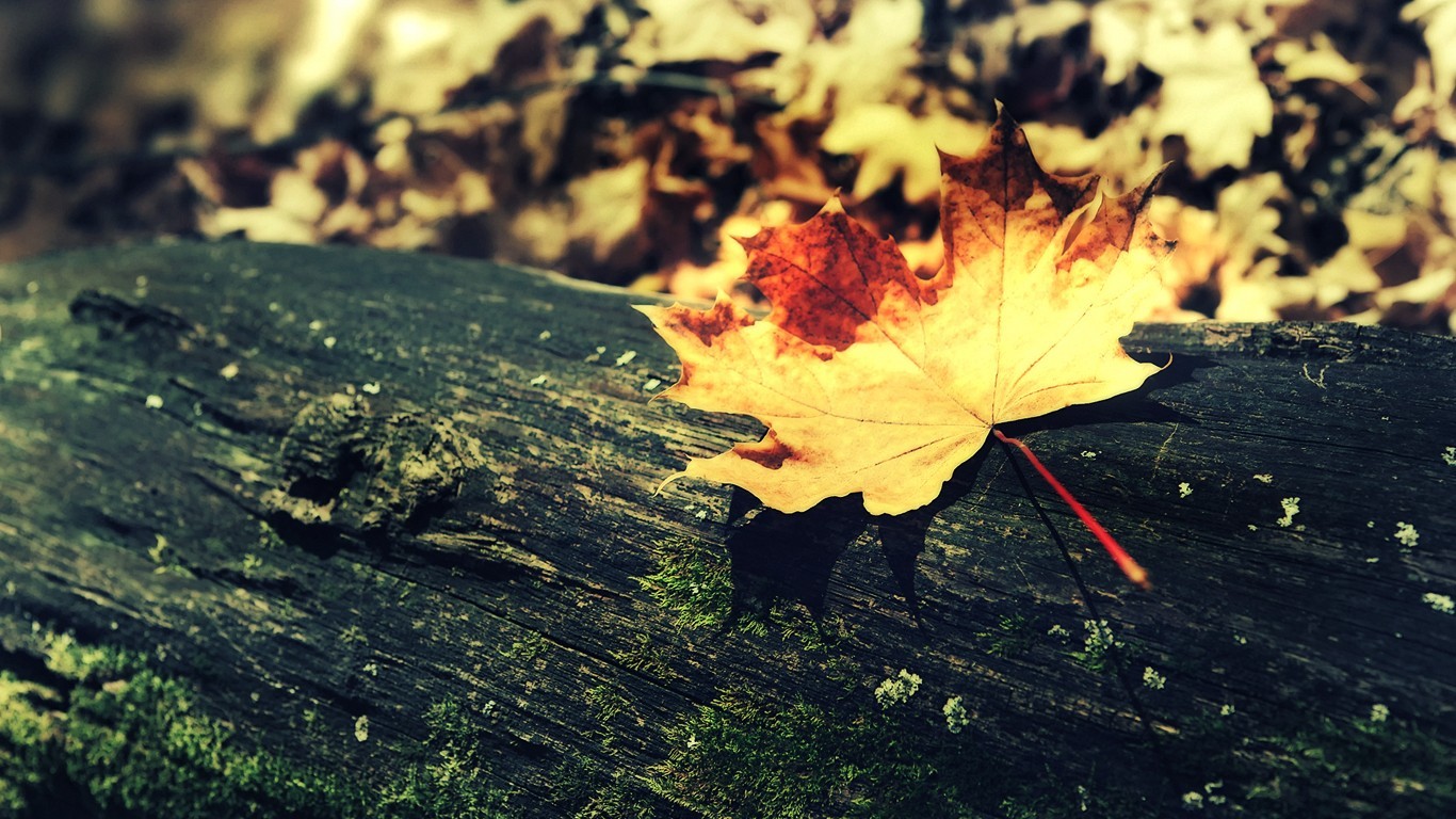 General 1366x768 wood fall nature leaves fallen leaves outdoors