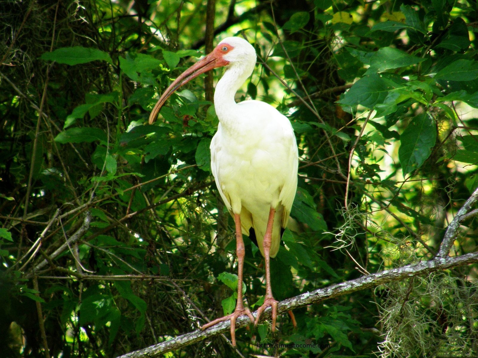 General 1600x1200 animals birds ibis