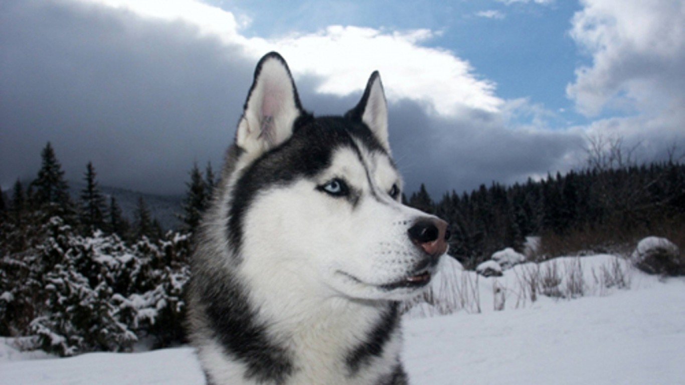 General 1366x768 dog winter snow animals