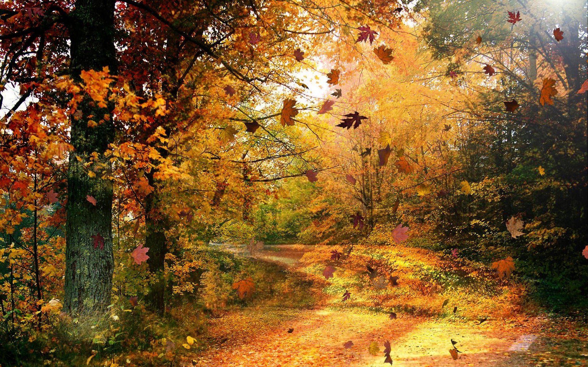 General 1920x1200 nature trees leaves outdoors fall