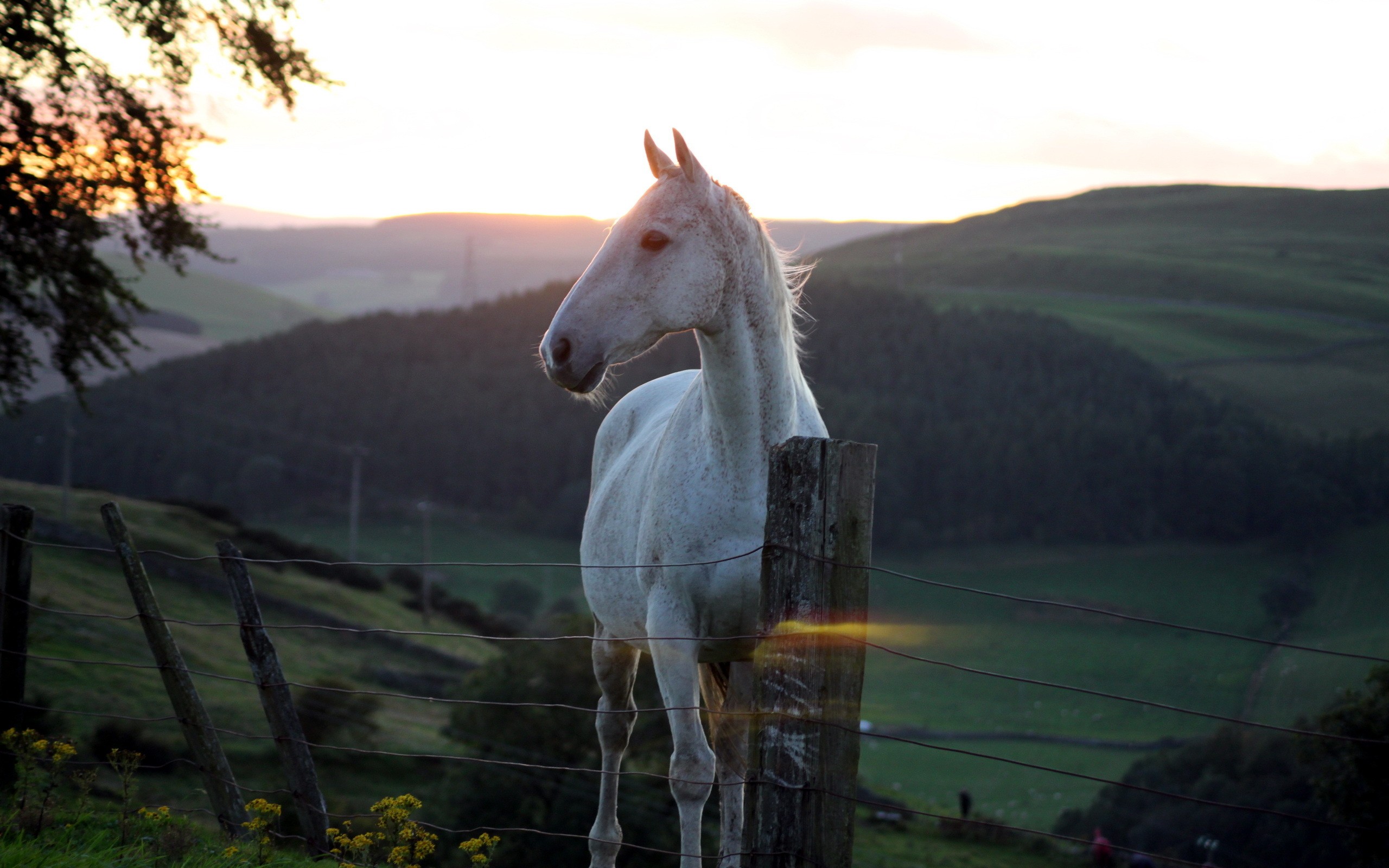 General 2560x1600 horse animals fence mammals outdoors