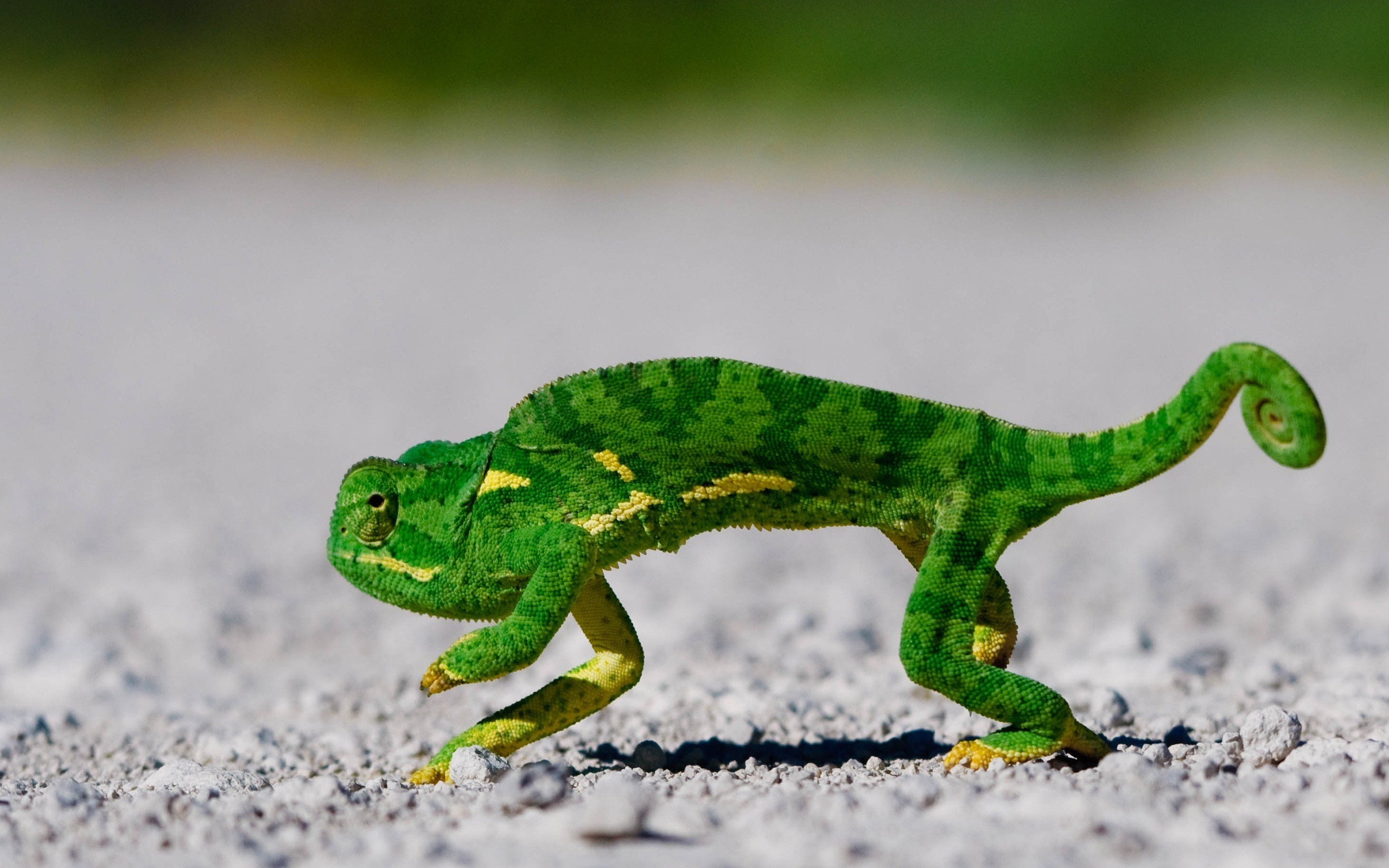 General 2560x1600 animals gecko green closeup