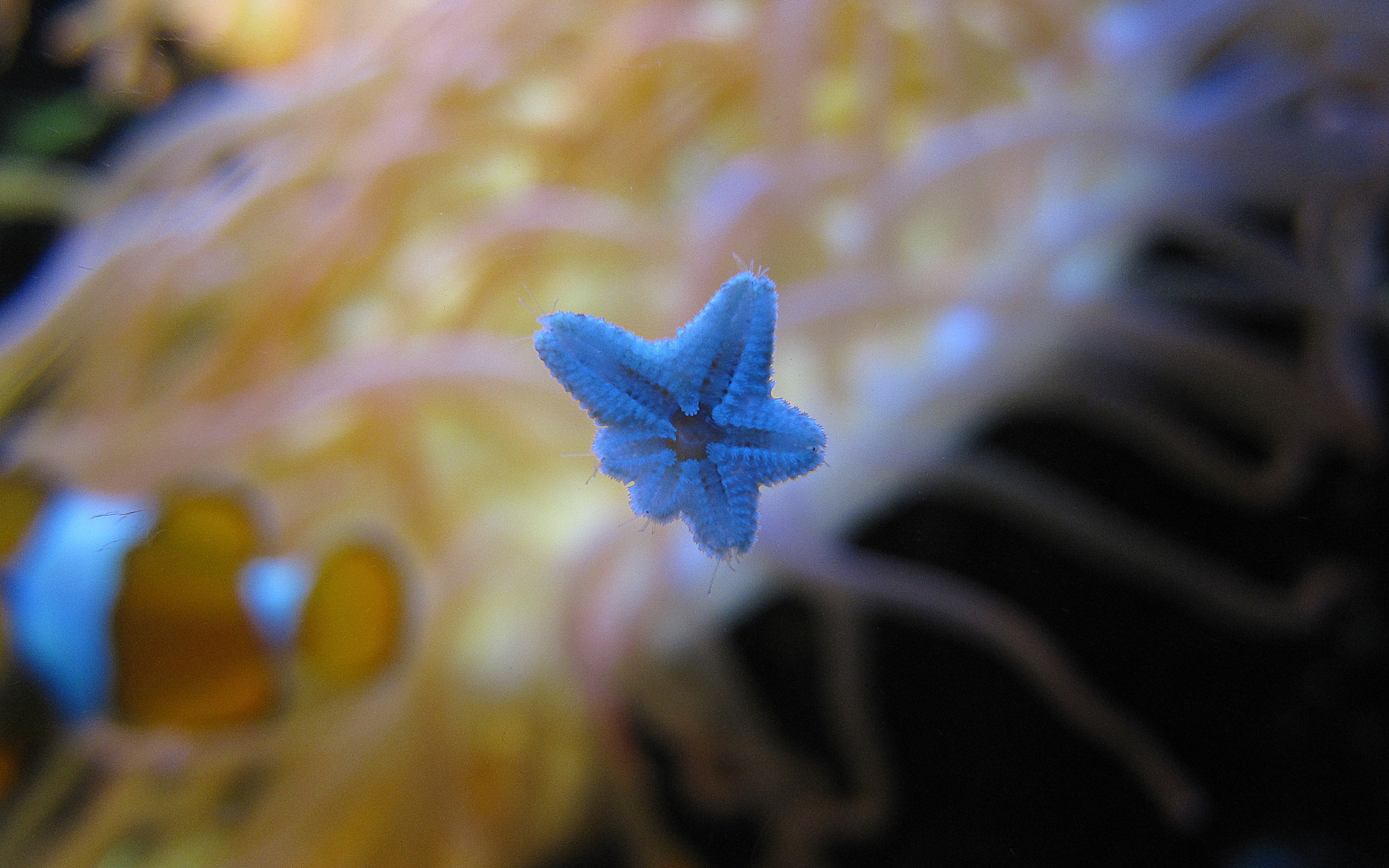 General 2560x1600 starfish underwater animals
