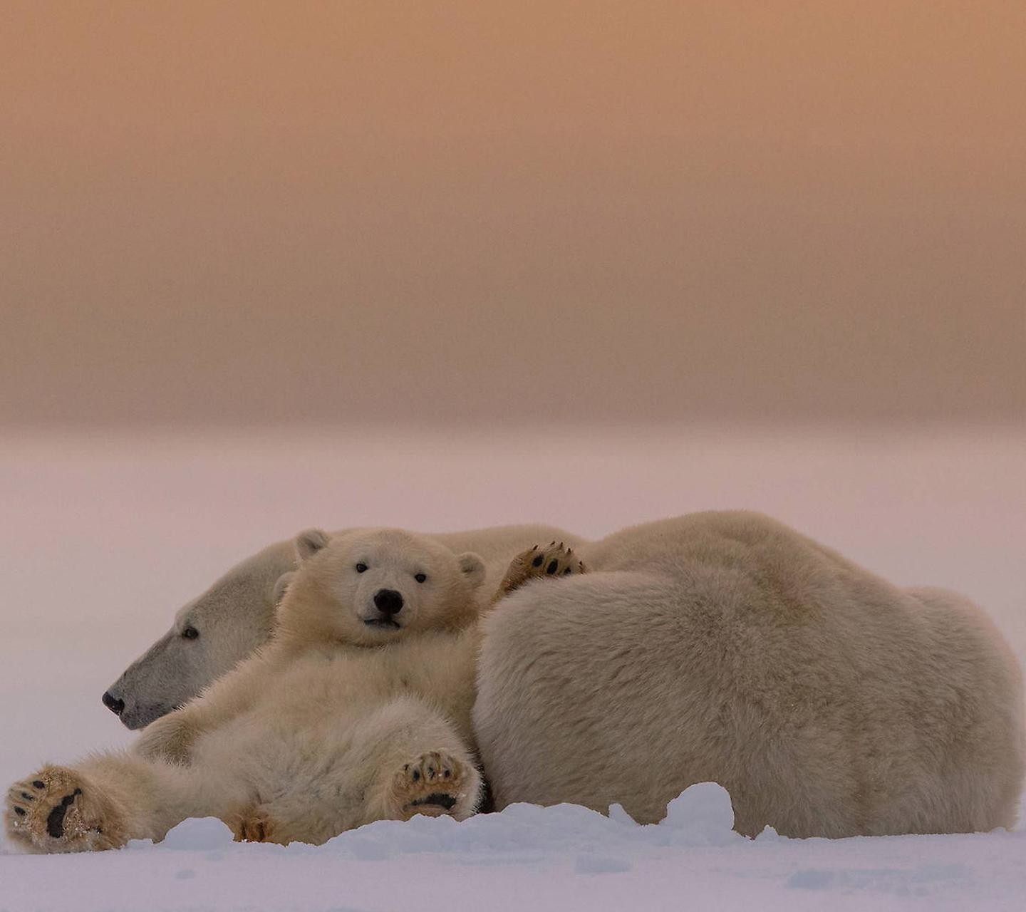 General 1440x1280 polar bears baby animals animals mammals cold outdoors nature
