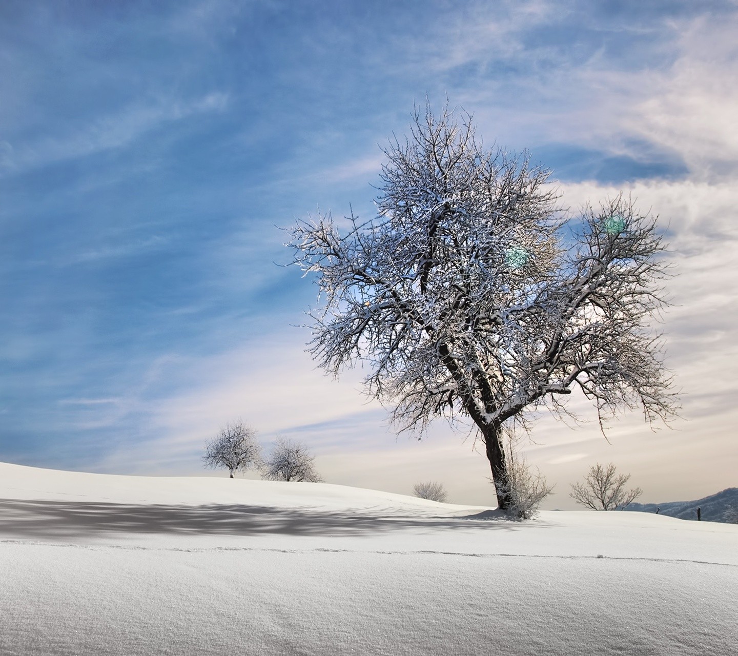 General 1440x1280 trees winter snow outdoors landscape cold