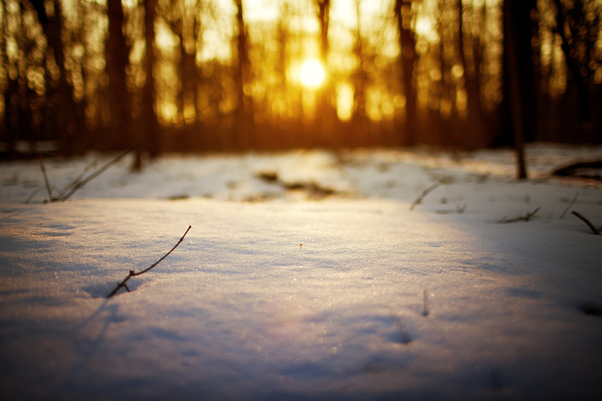 General 2048x1365 snow sunlight bokeh twigs depth of field trees winter cold outdoors nature