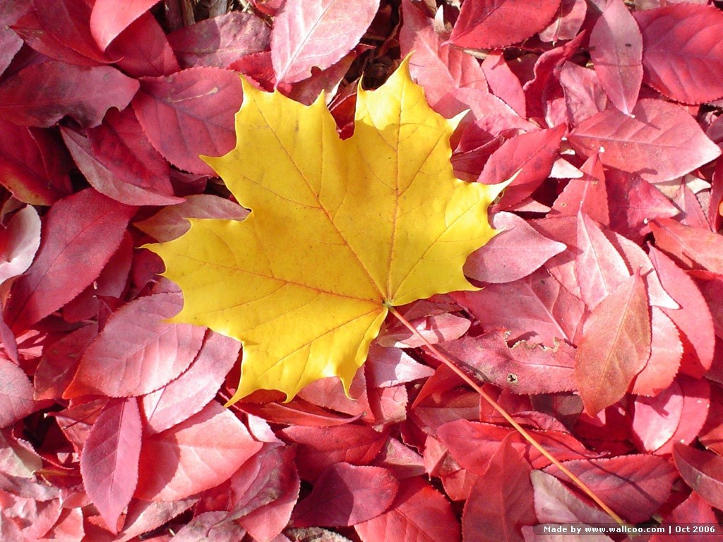 General 1024x768 nature leaves red leaves fall maple leaves fallen leaves