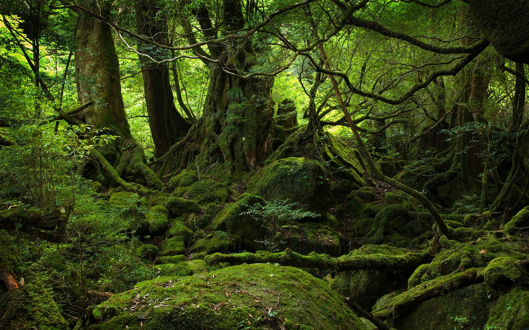 General 1680x1050 forest moss nature trees plants