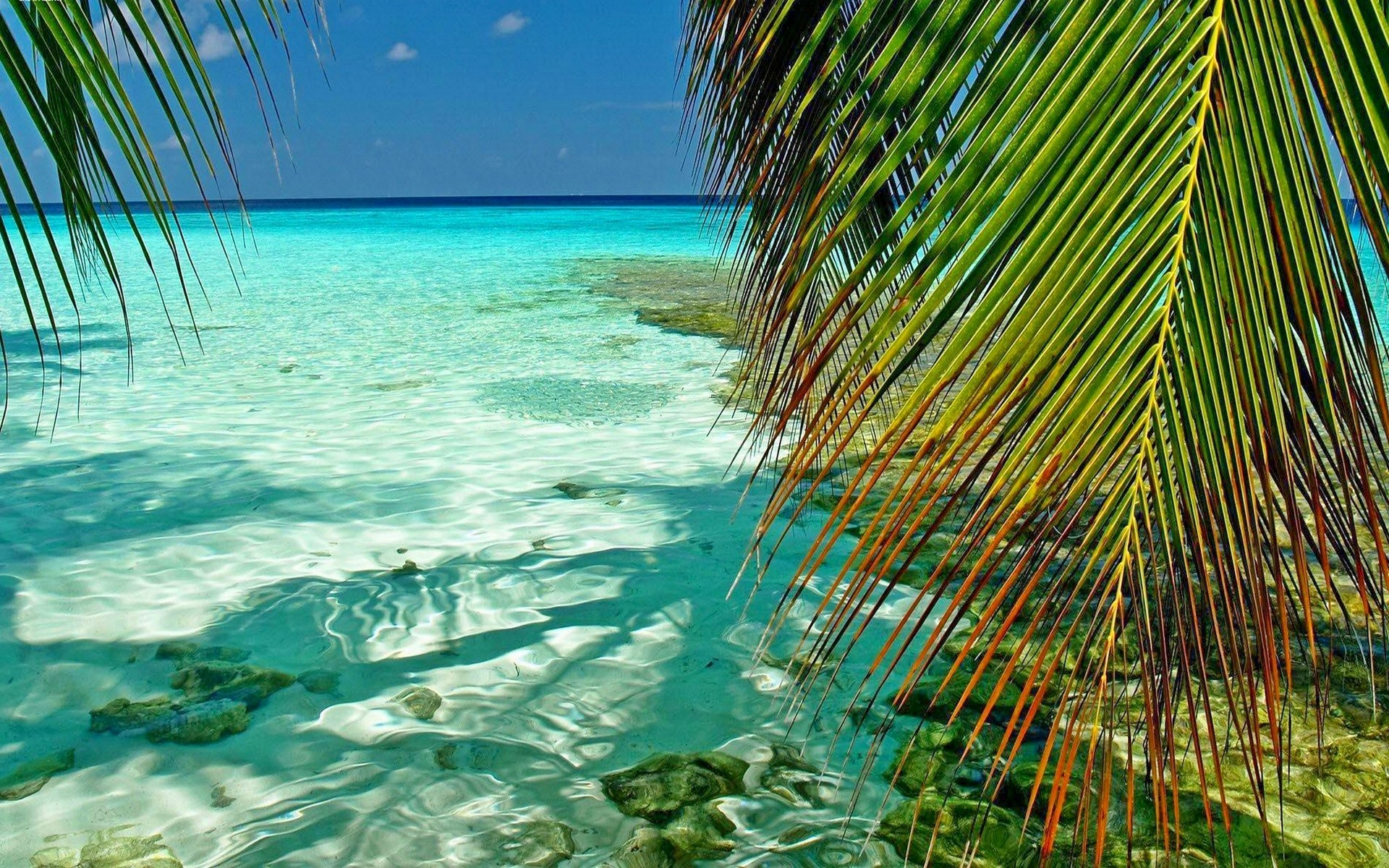 General 1920x1200 nature landscape Maldives tropical sea palm trees atols leaves beach green turquoise summer