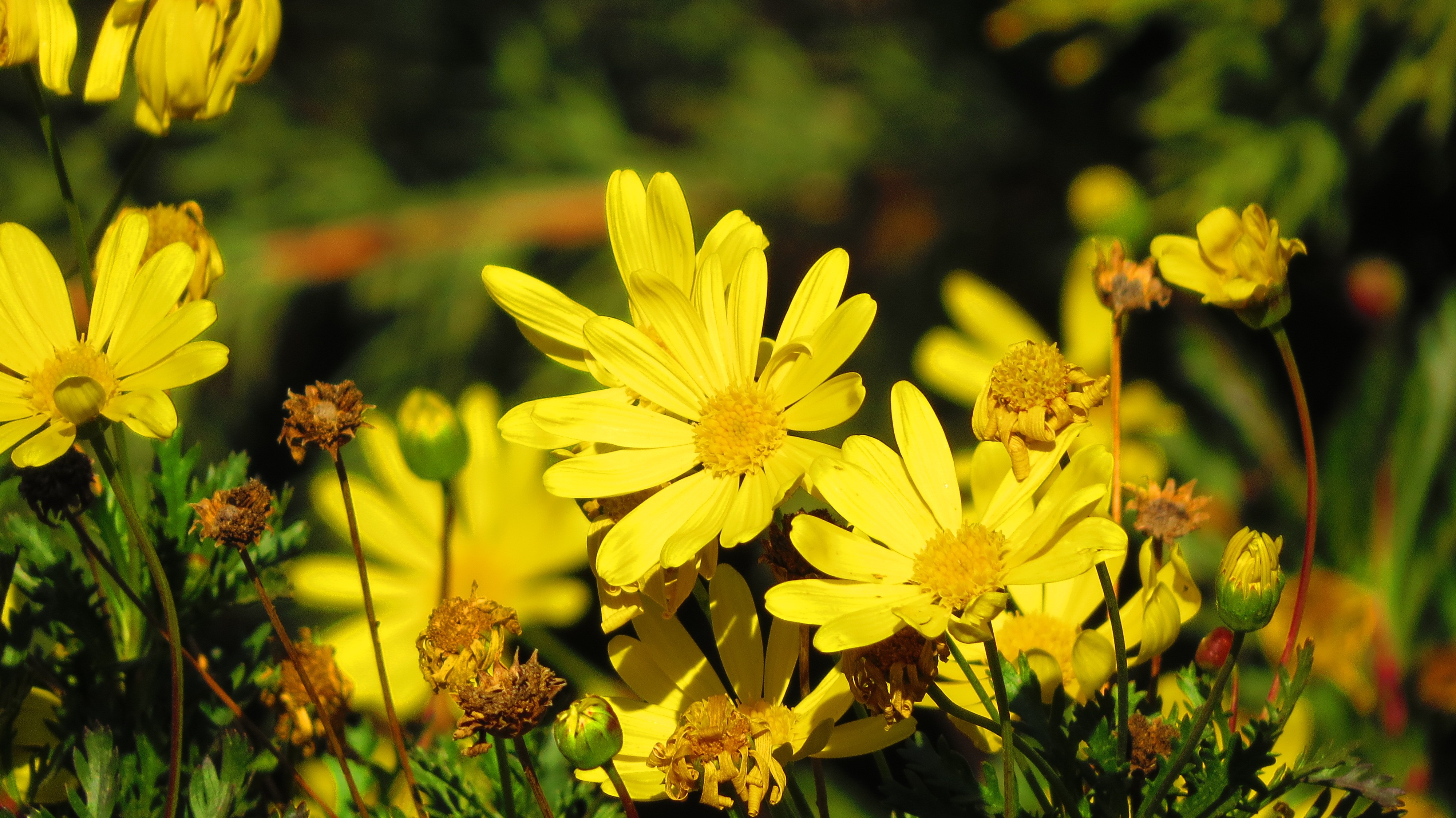 General 4000x2248 flowers yellow flowers bees nature