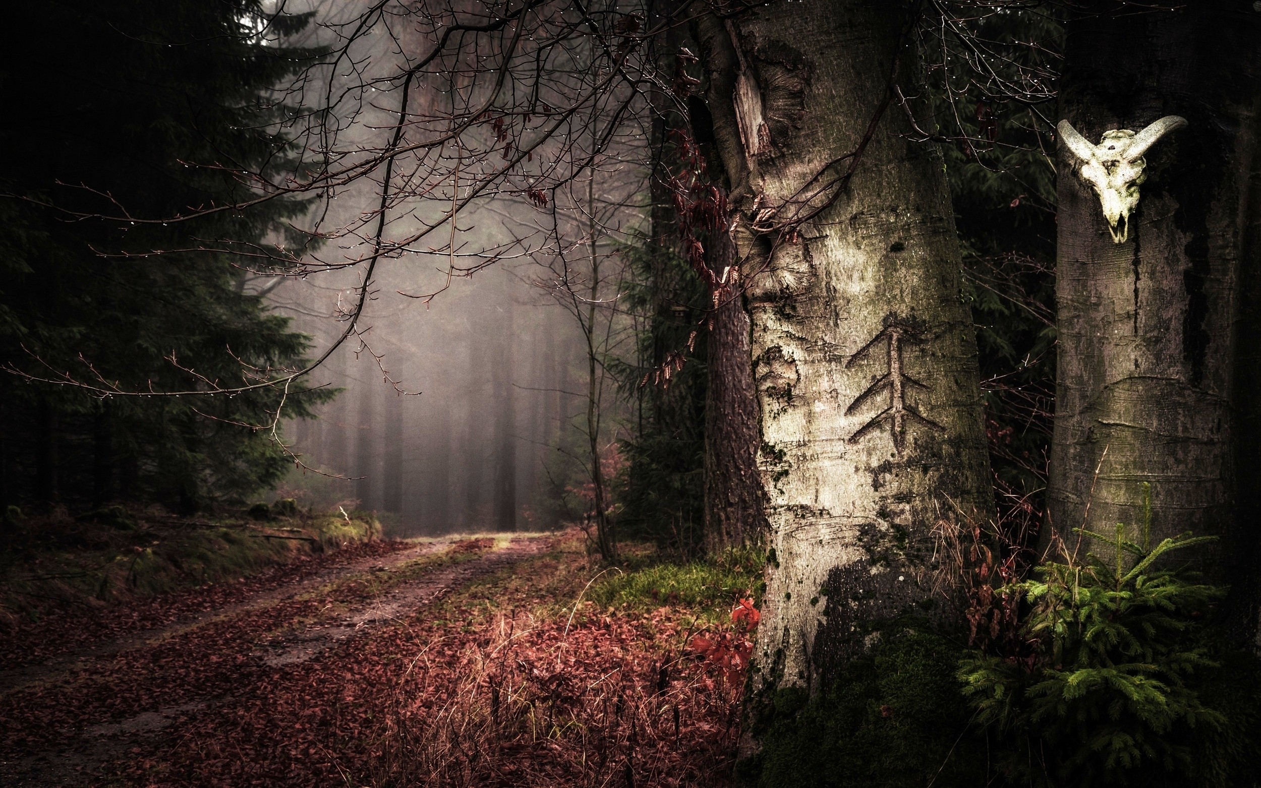 General 2500x1563 nature forest path leaves mist water drops trees shrubs signs low light