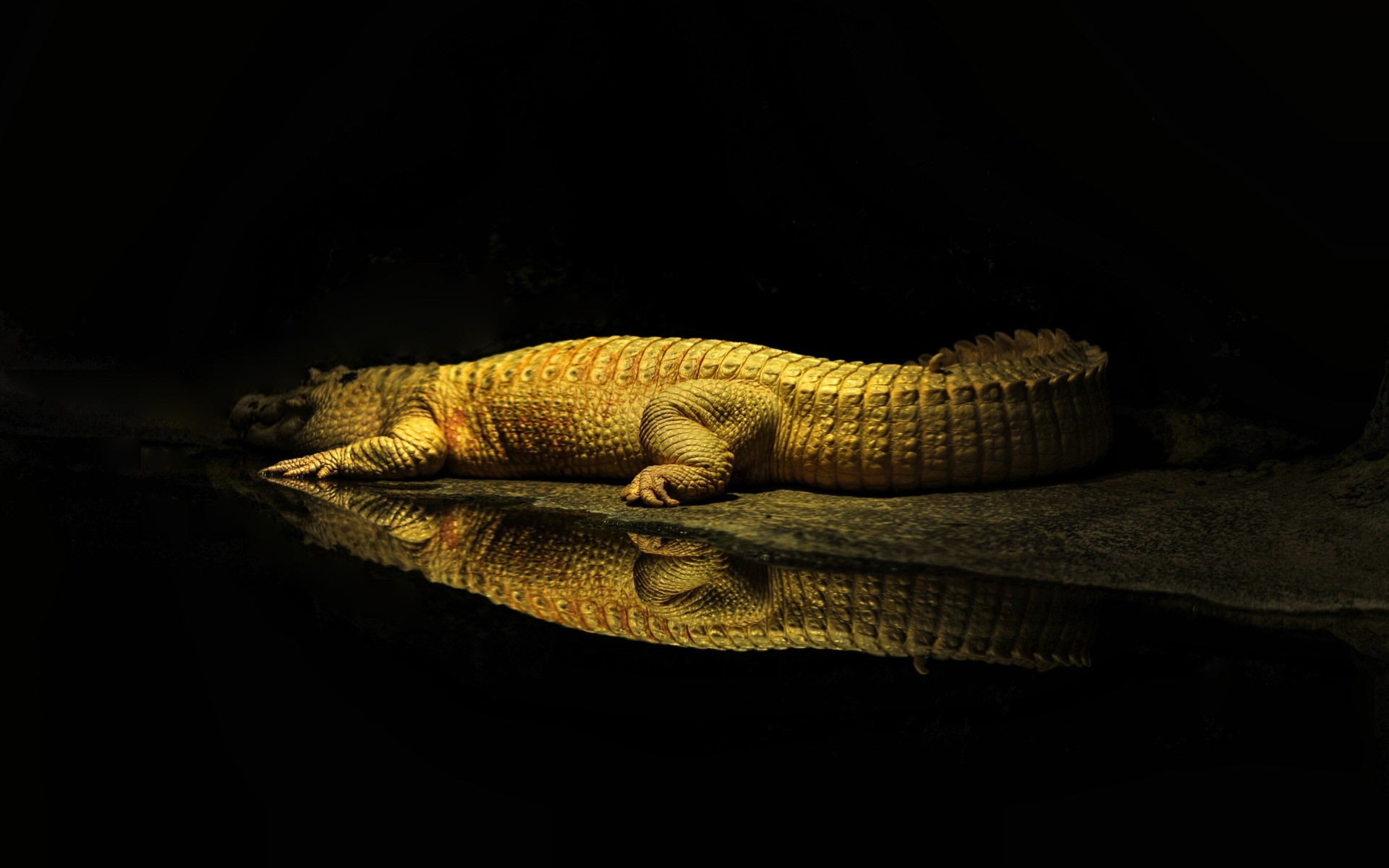 General 1920x1200 crocodiles yellow water reptiles animals wildlife rest reflection sun rays black background simple background