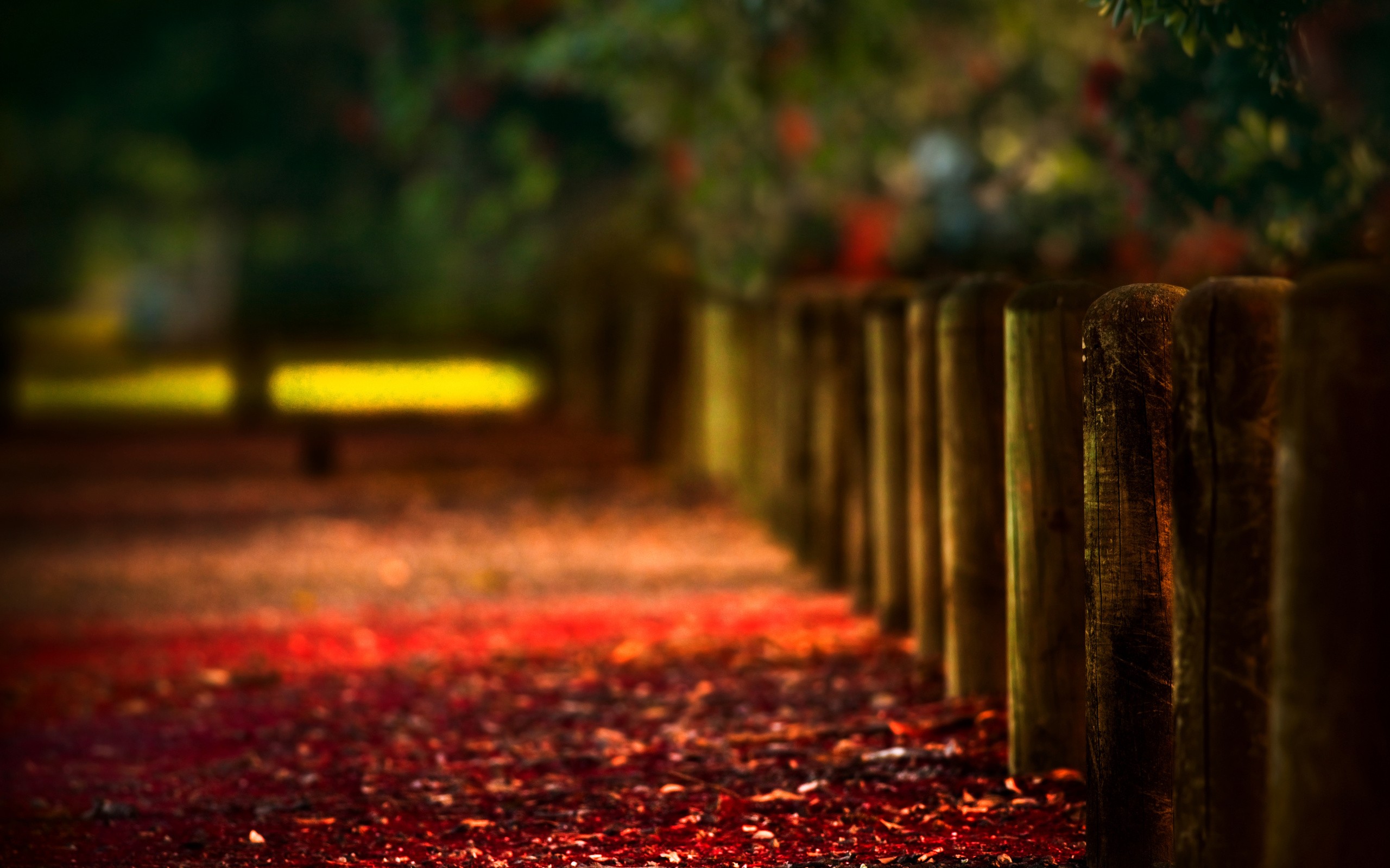 General 2560x1600 path blurred fence wood depth of field bokeh leaves photography nature landscape fall red