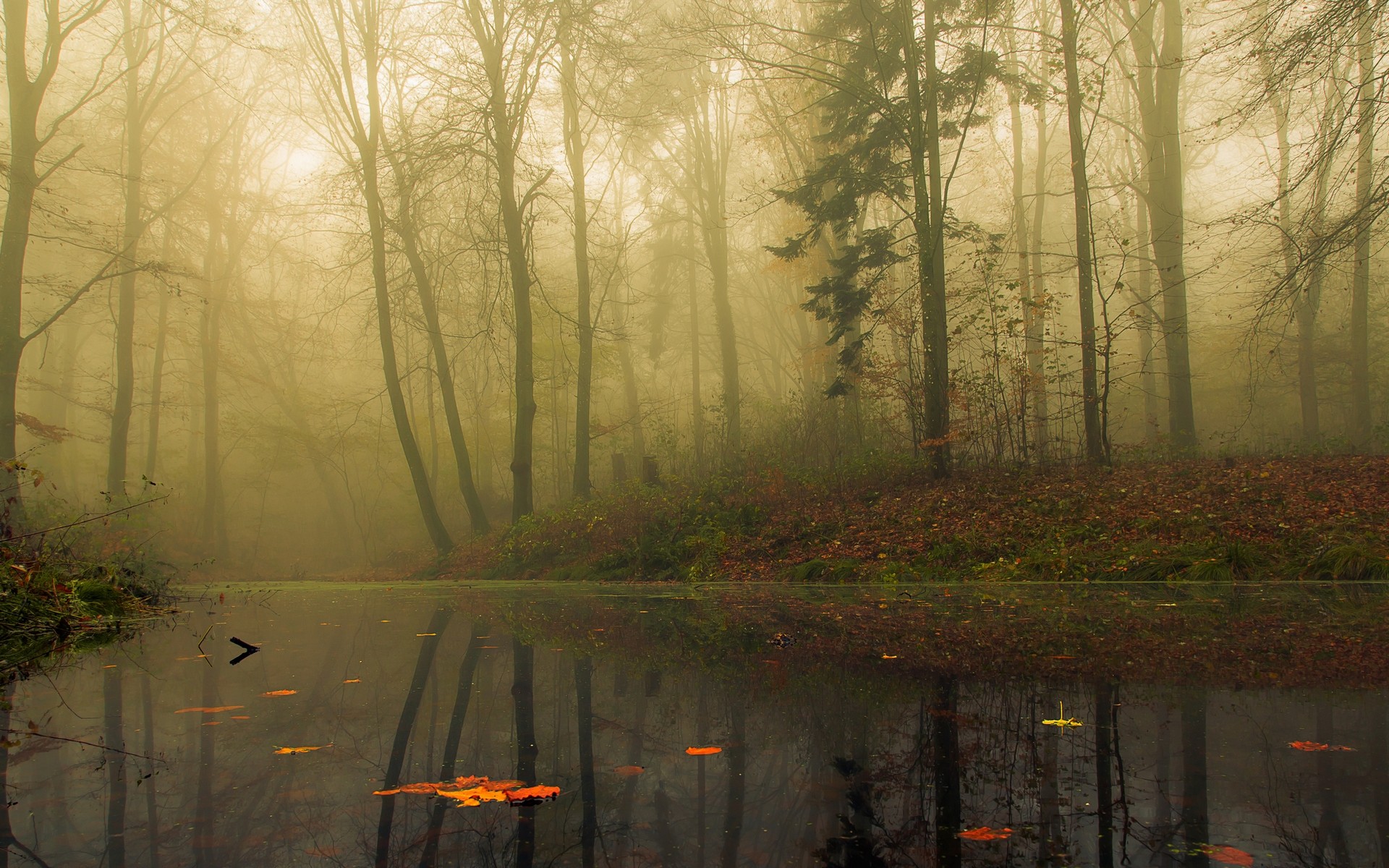 General 1920x1200 nature landscape mist forest morning trees leaves fall water reflection calm