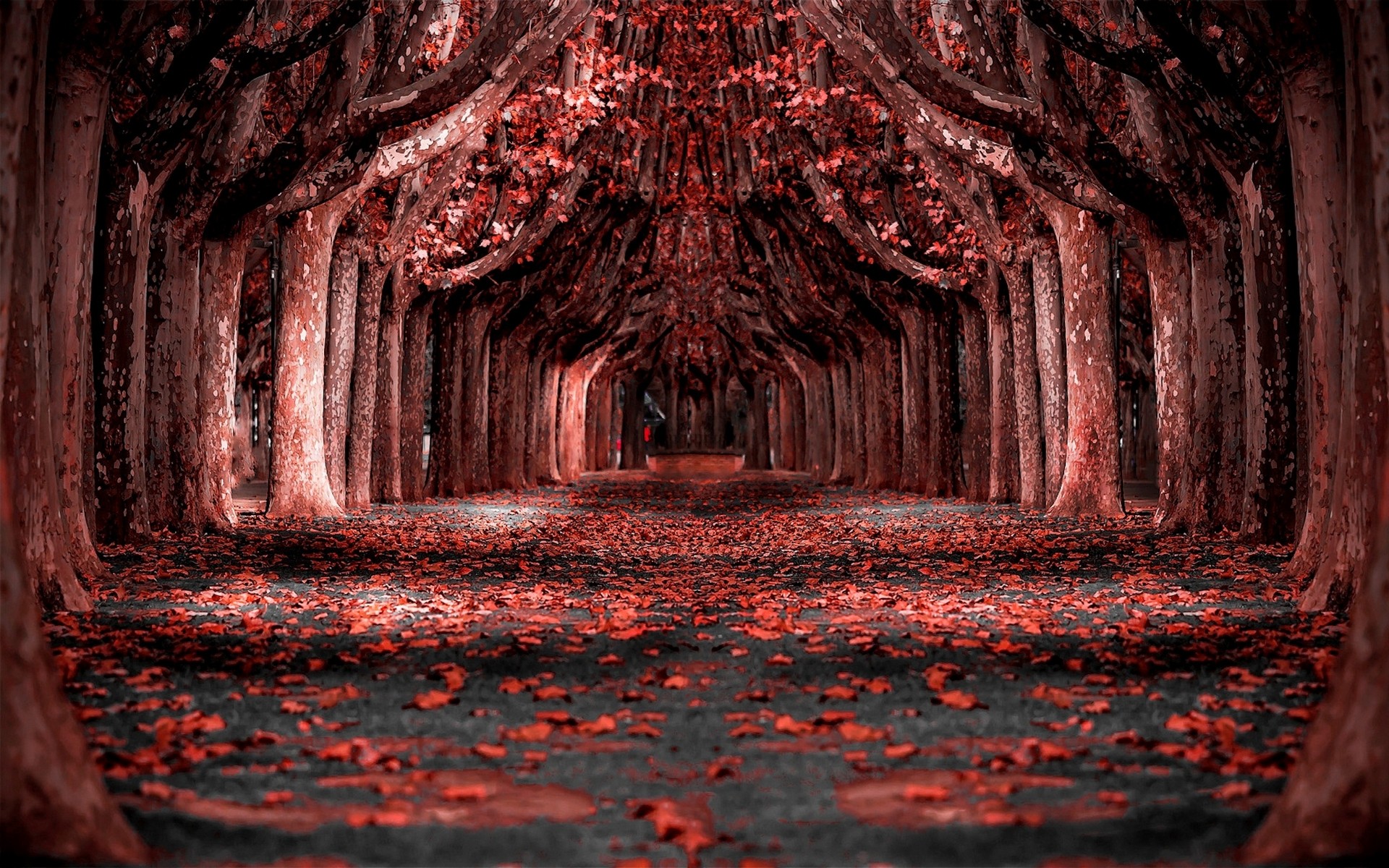 General 1920x1200 red leaves trees path photo manipulation fallen leaves plants outdoors