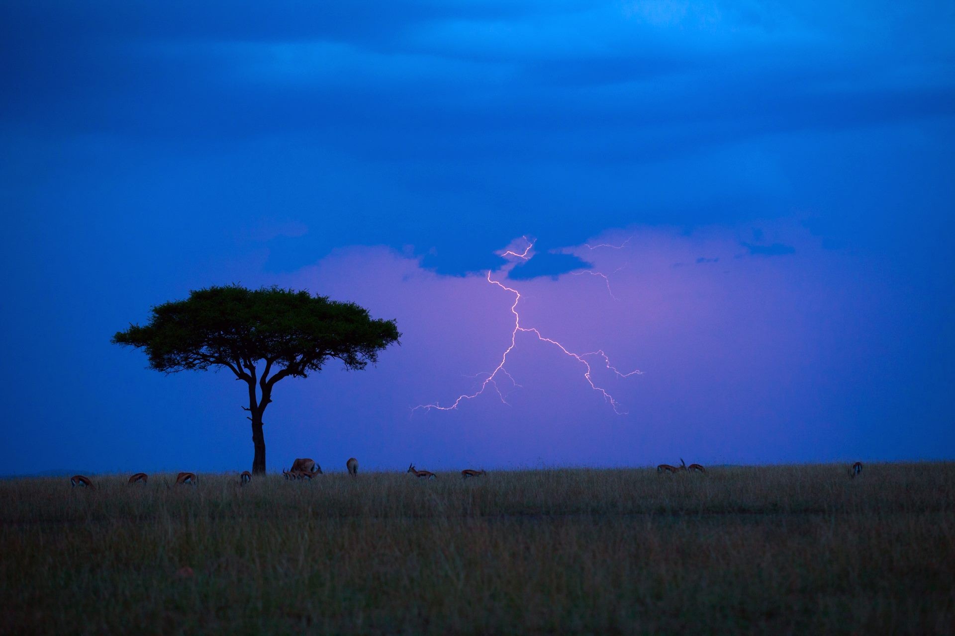 General 1920x1280 savannah lightning animals nature Kenya storm sky low light
