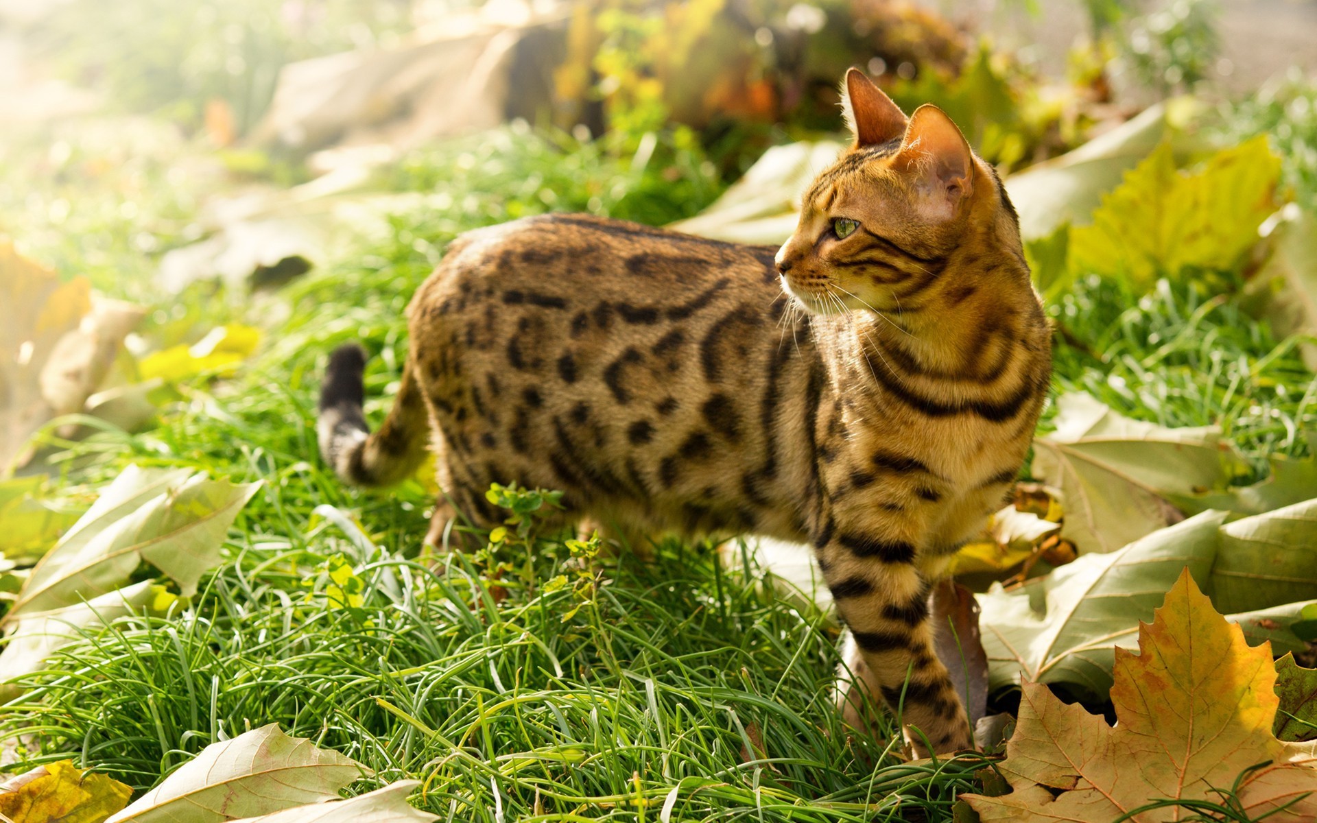 General 1920x1200 nature animals cats grass outdoors leaves plants looking away fallen leaves