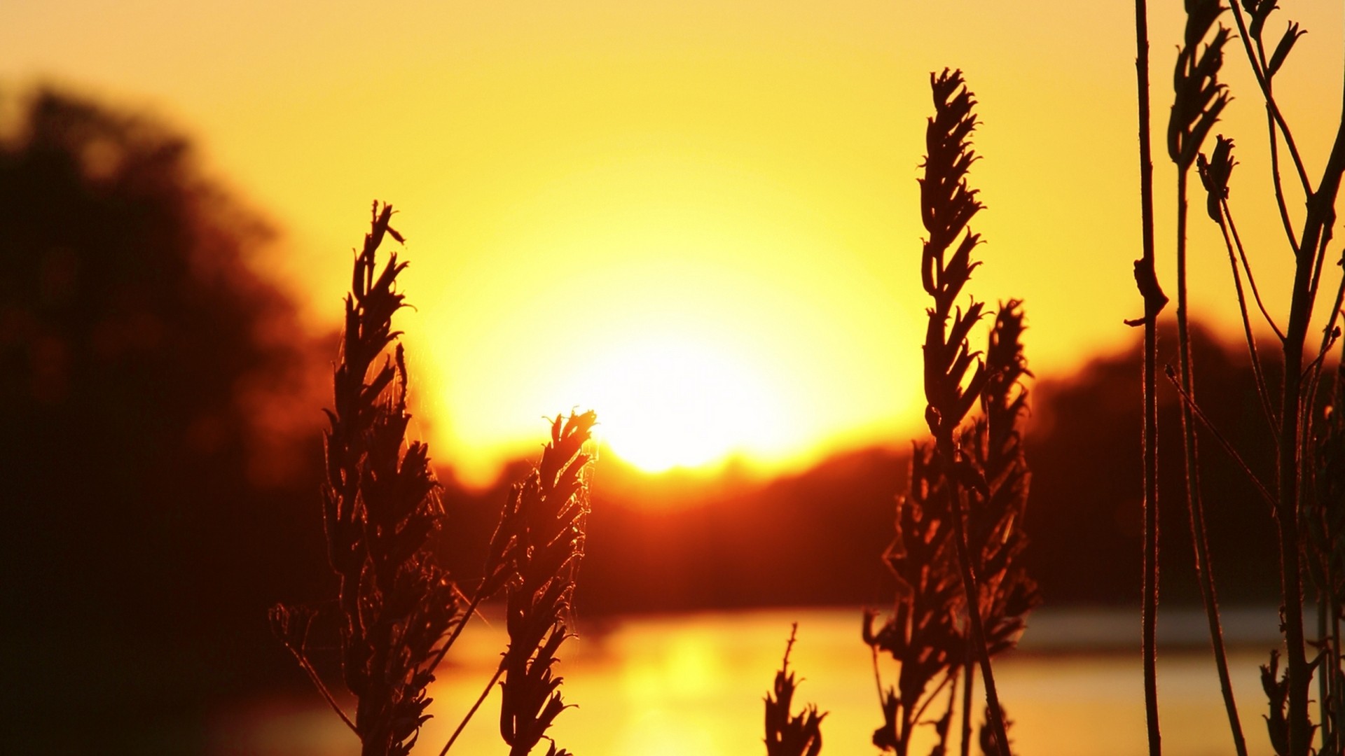 General 1920x1080 sunlight silhouette plants nature spikelets sunset