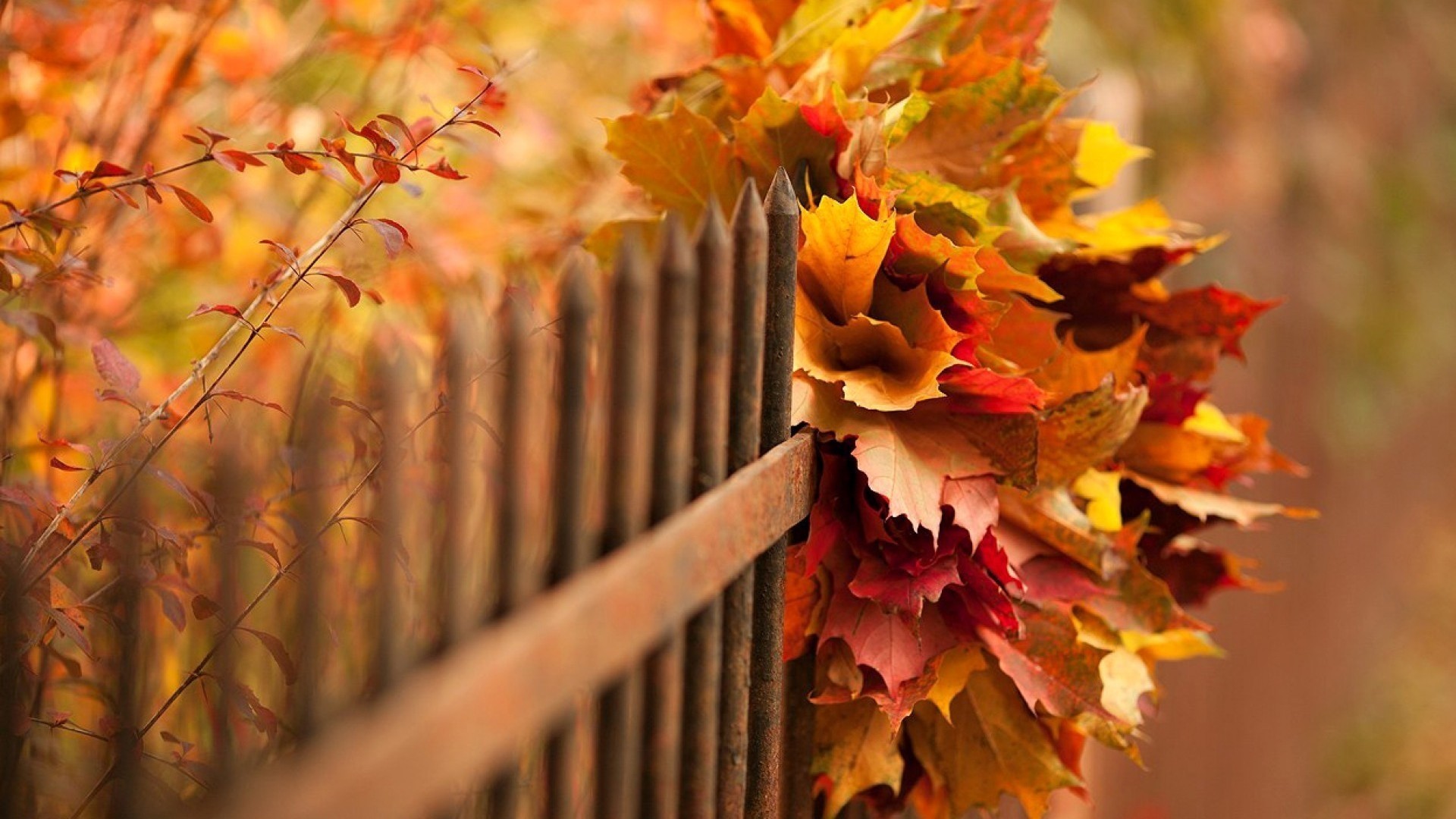 General 1920x1080 nature leaves fall branch fence depth of field