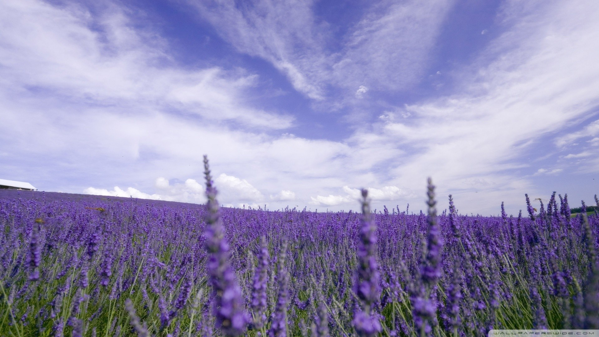 General 1920x1080 lavender Agro (Plants) field plants France sky outdoors Provence