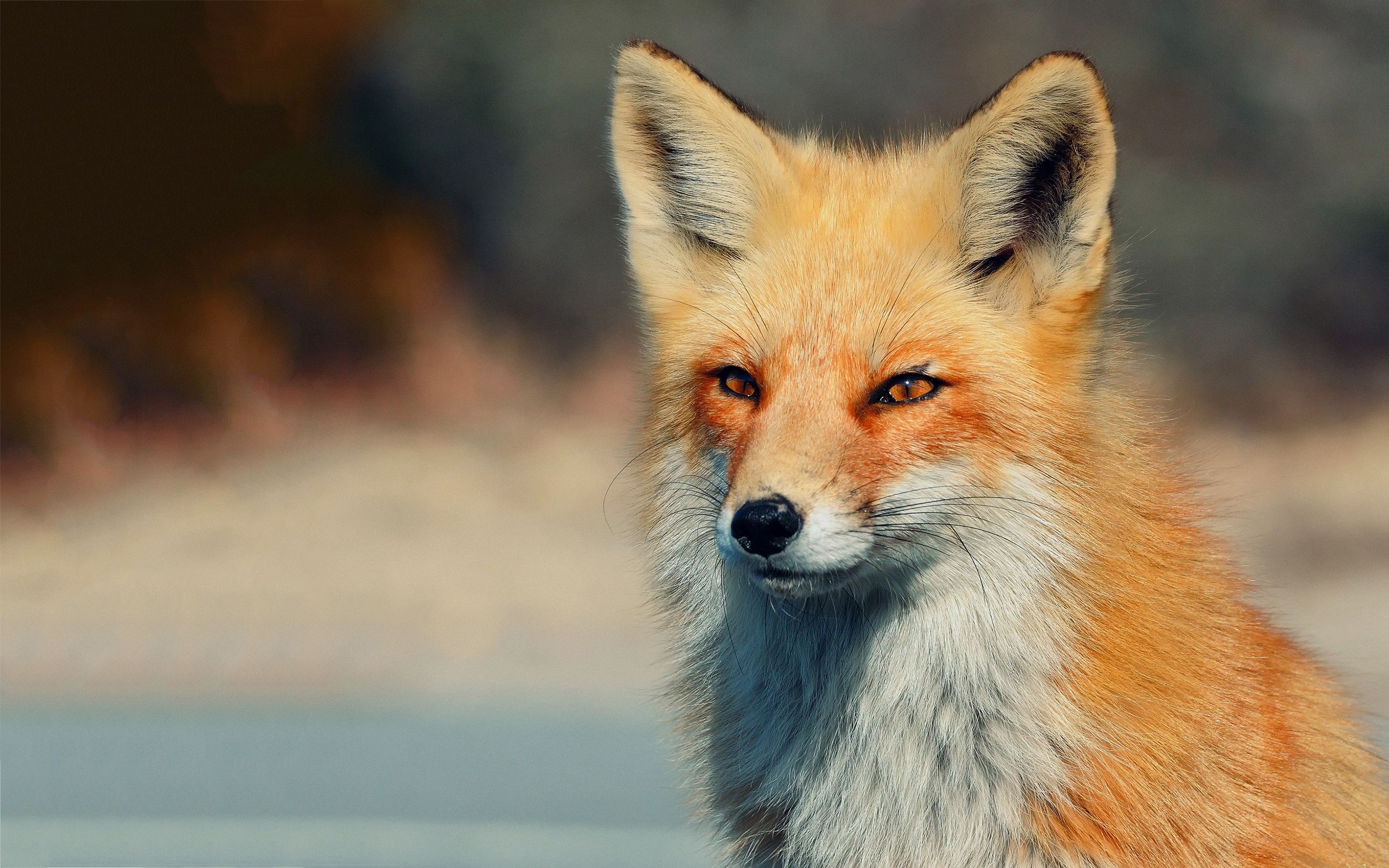 General 2560x1600 animals fox mammals outdoors