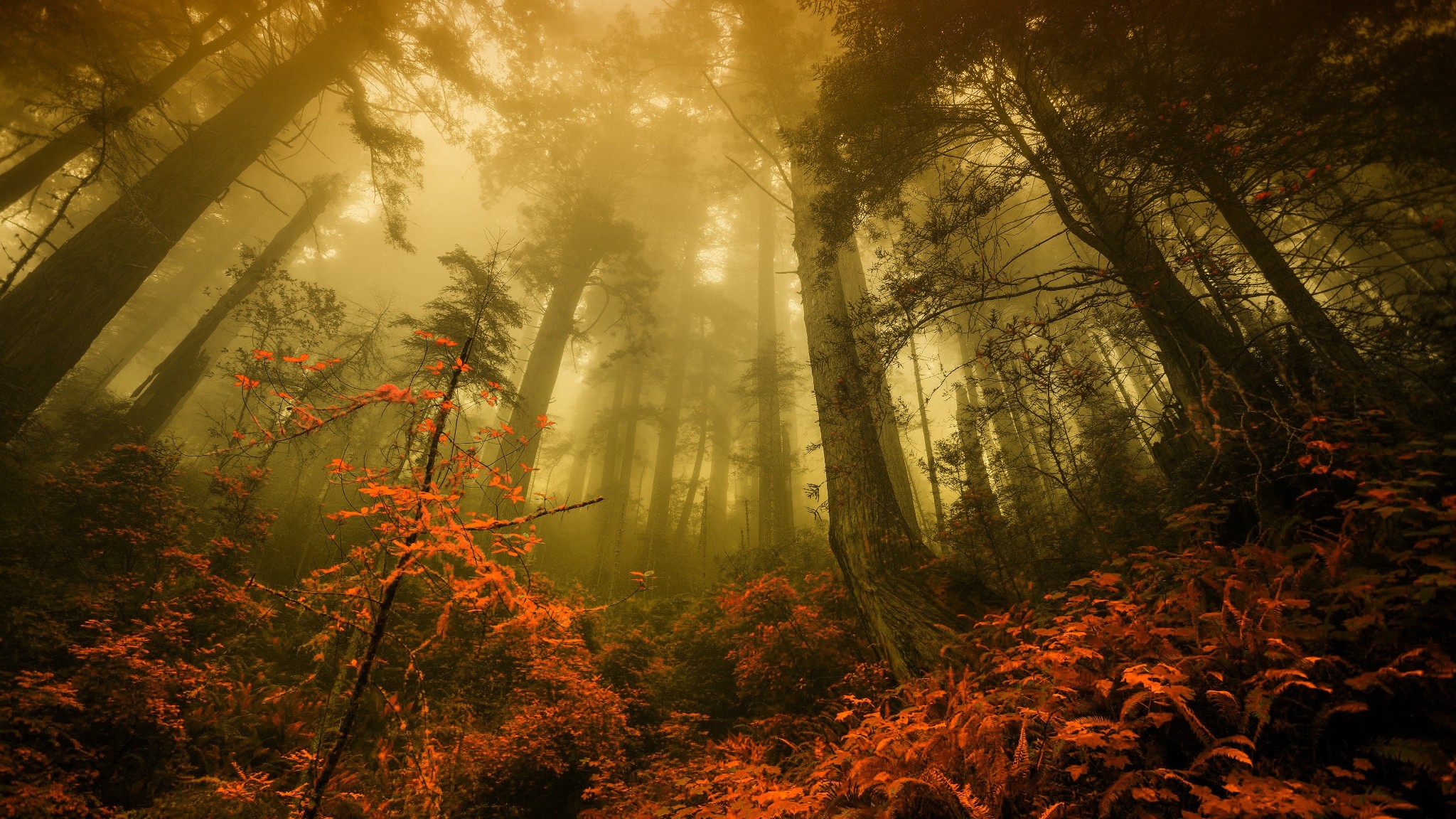General 2048x1152 nature forest fall trees mist morning low-angle