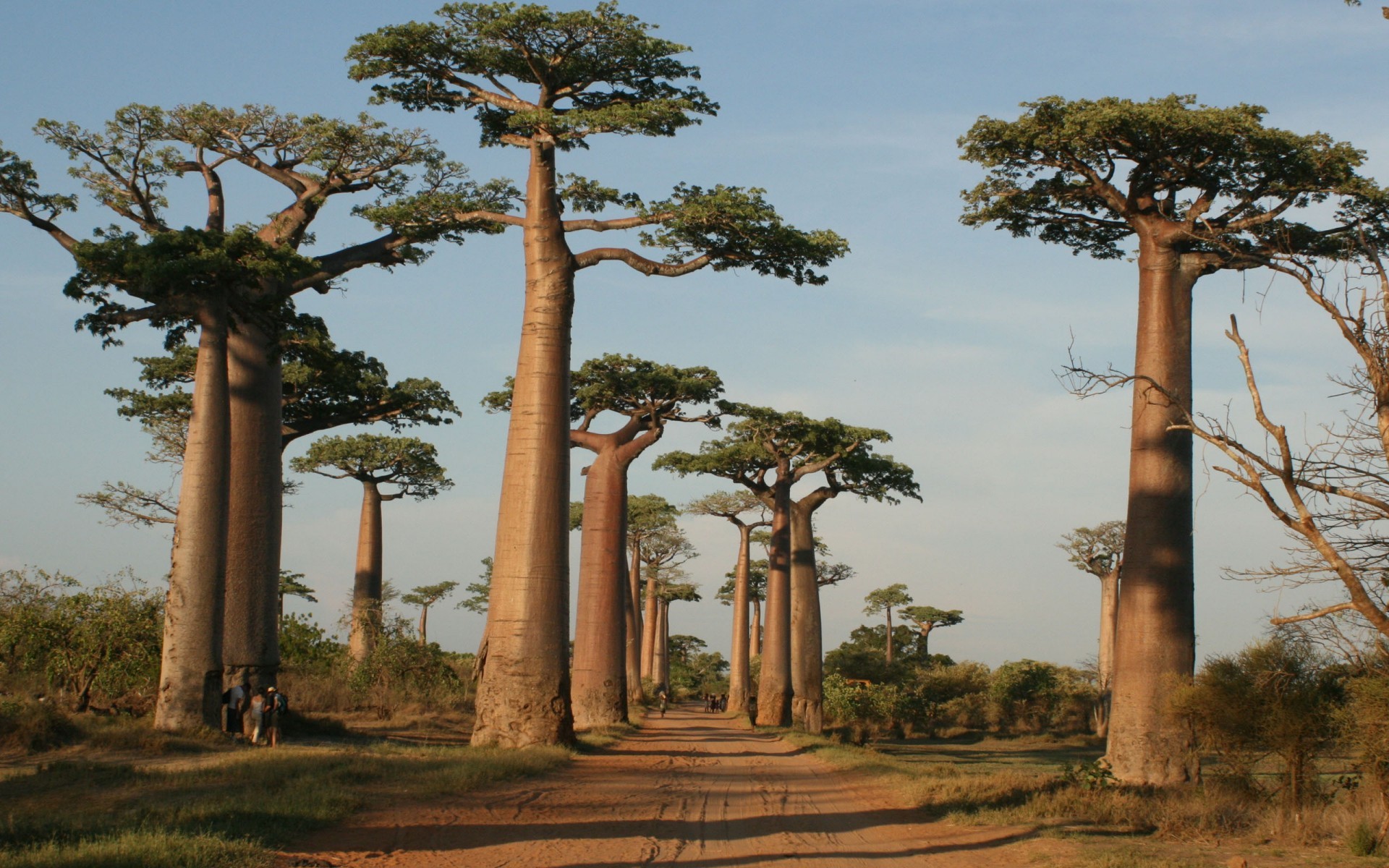 General 1920x1200 trees nature Madagascar plants landscape baobab trees baobabs dirt road