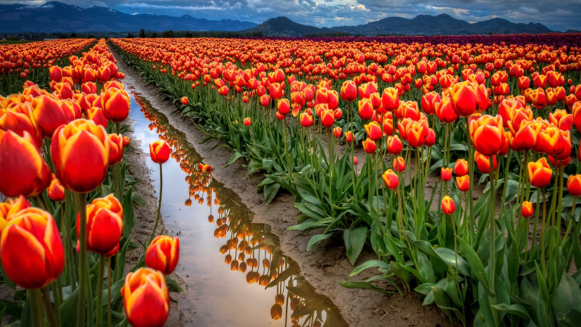 General 1920x1080 field flowers tulips reflection puddle mountains plants Agro (Plants)